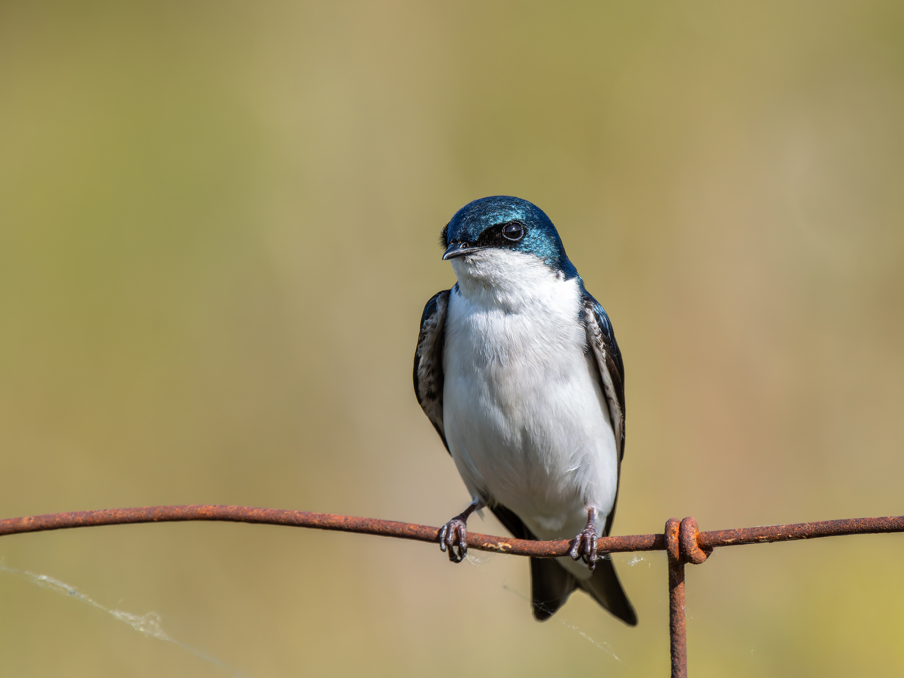 Tree Swallow