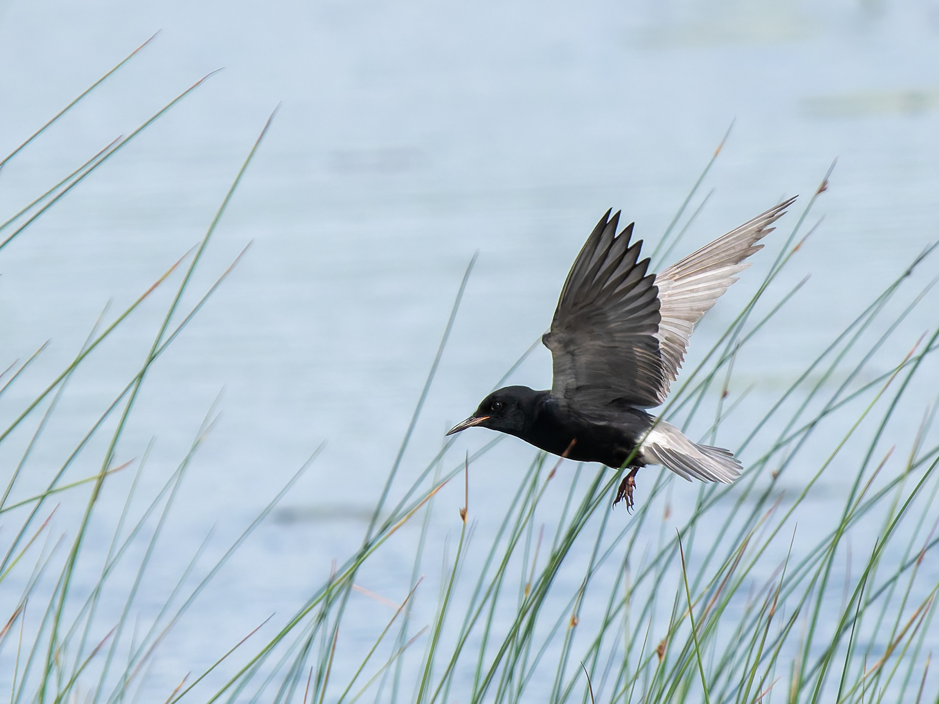 Black Tern