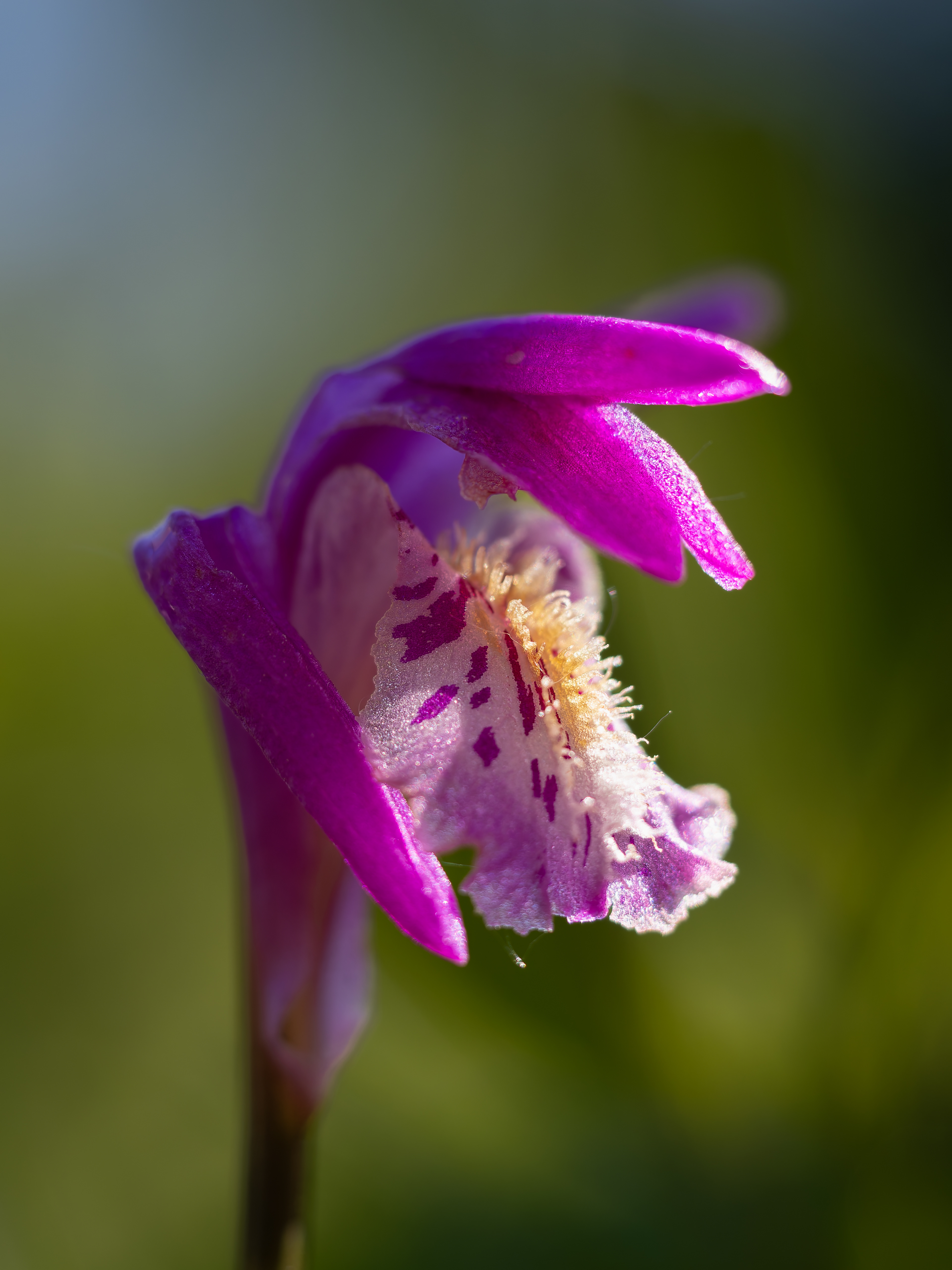 Dragons Breath Orchid