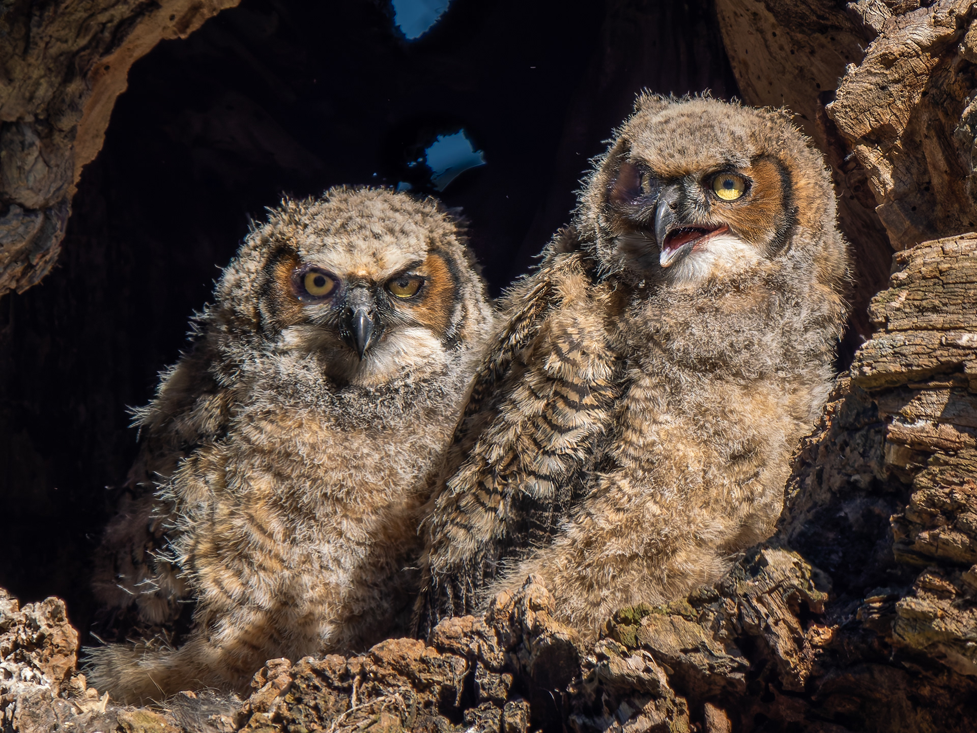 Who you looking at?