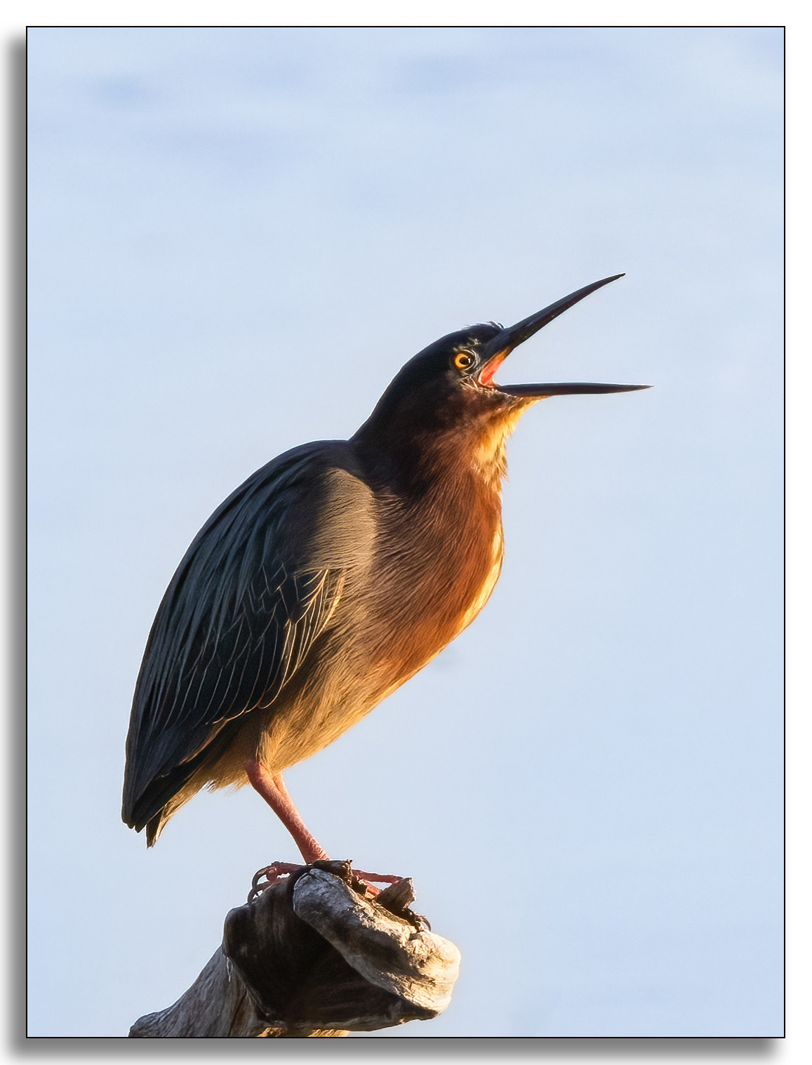 Green Heron in Morning Light