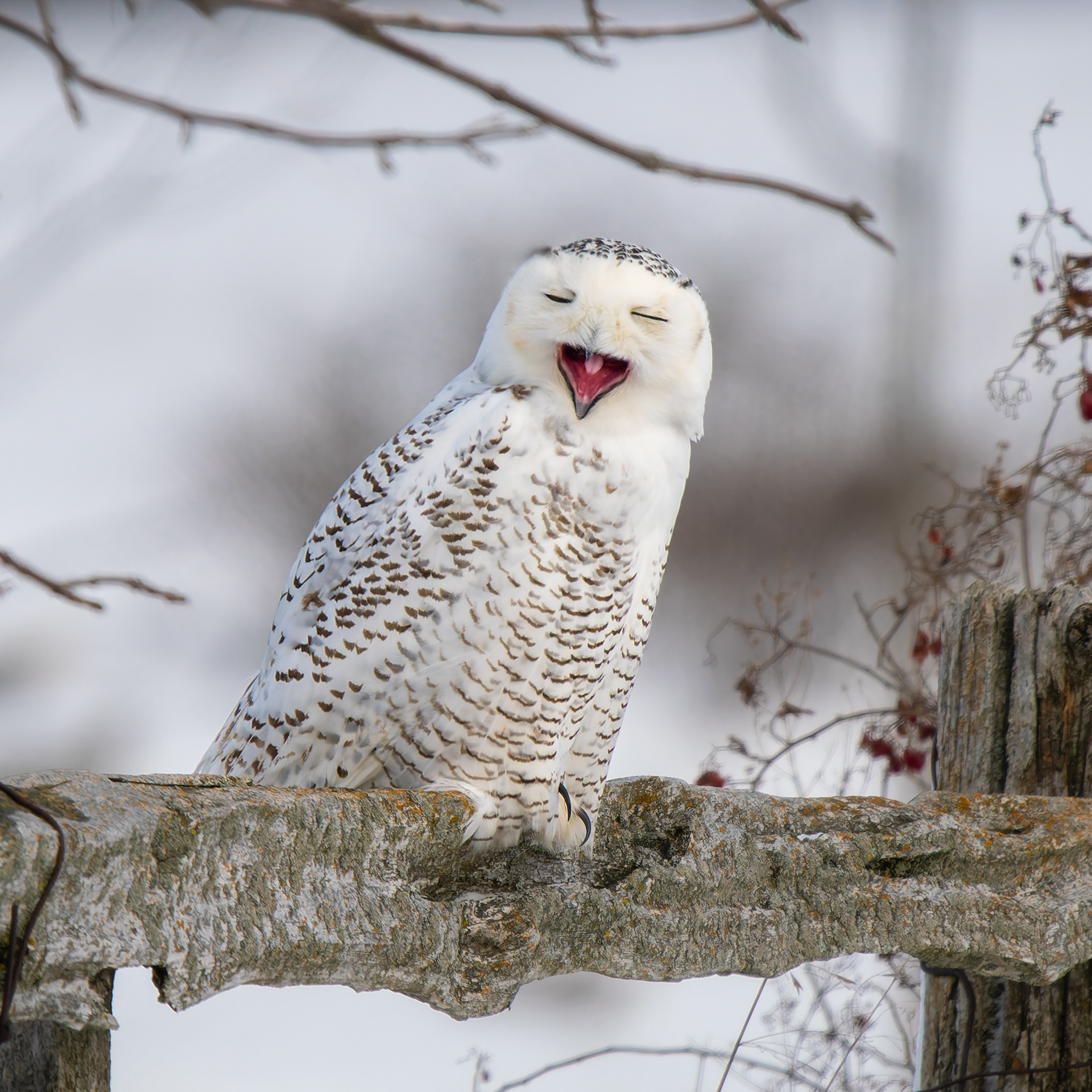 Snowy Owl yawn