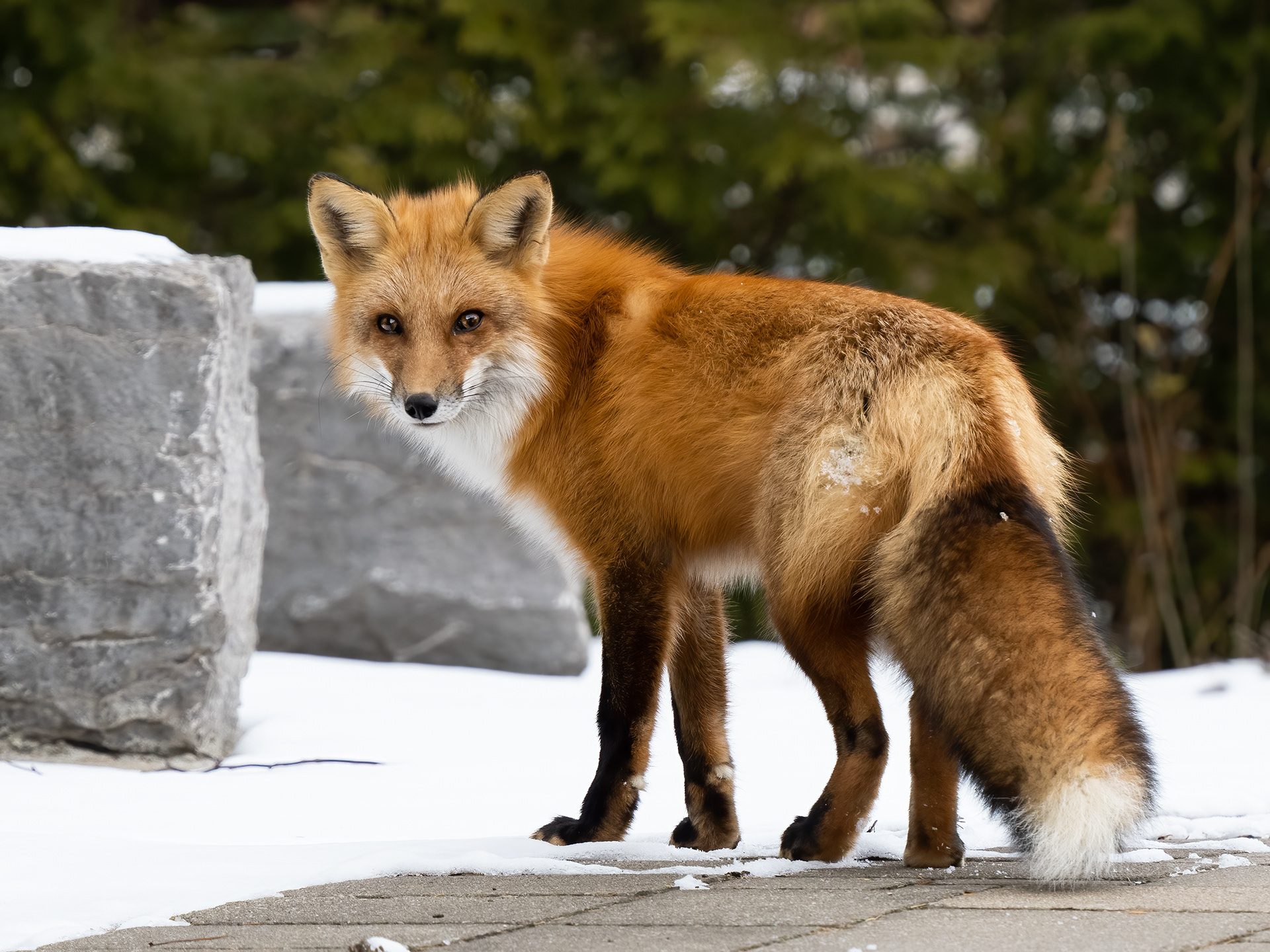 Red Fox