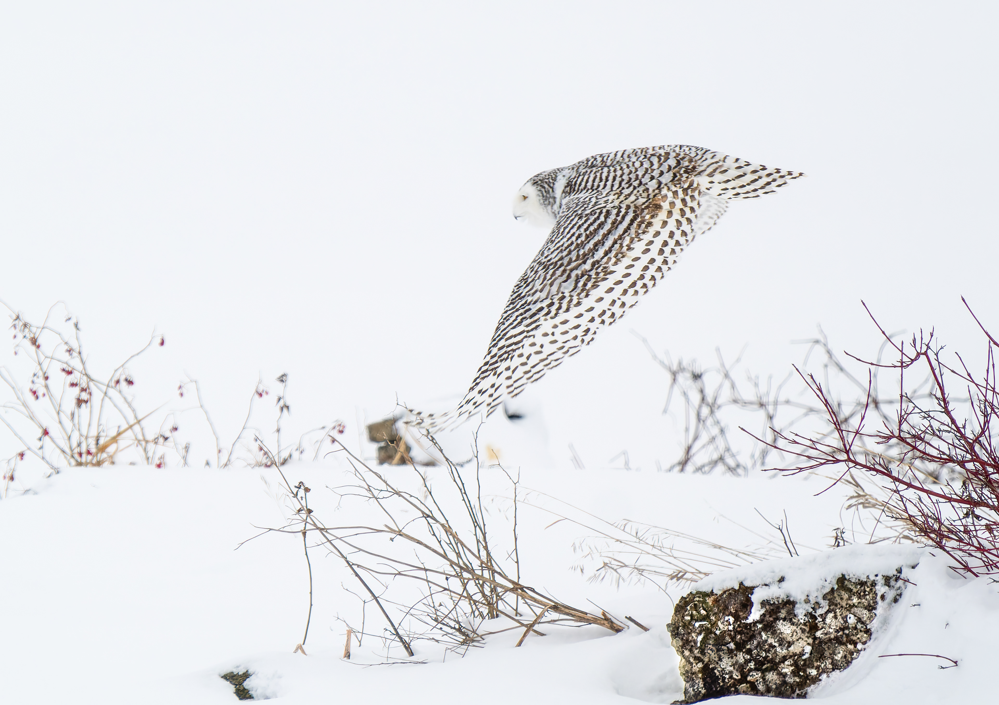 Snowy 1