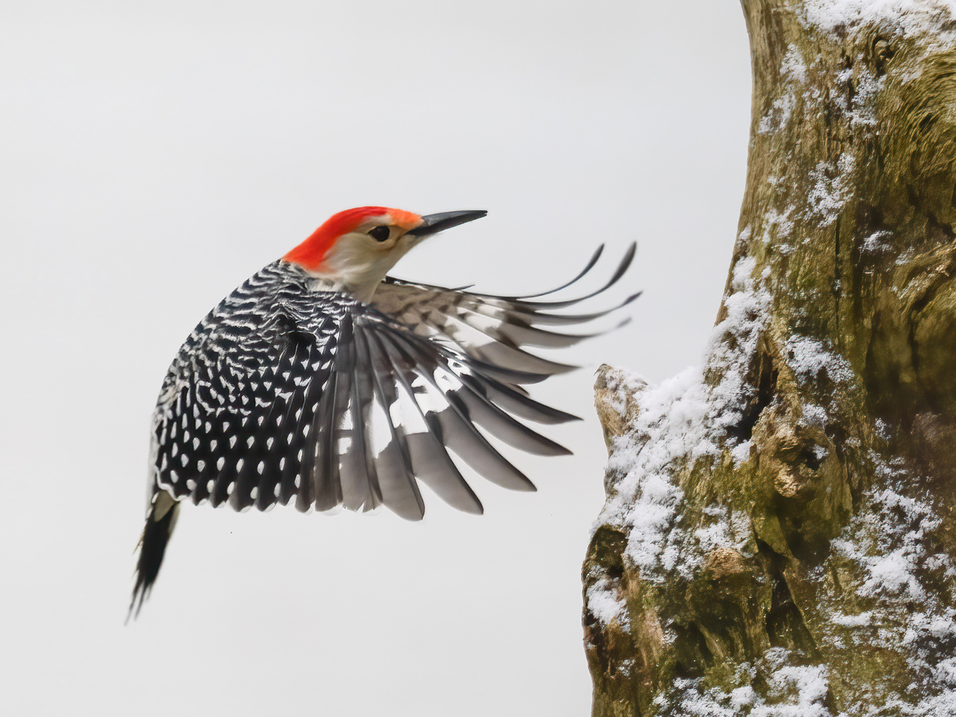 Red-bellied Woodpecker A