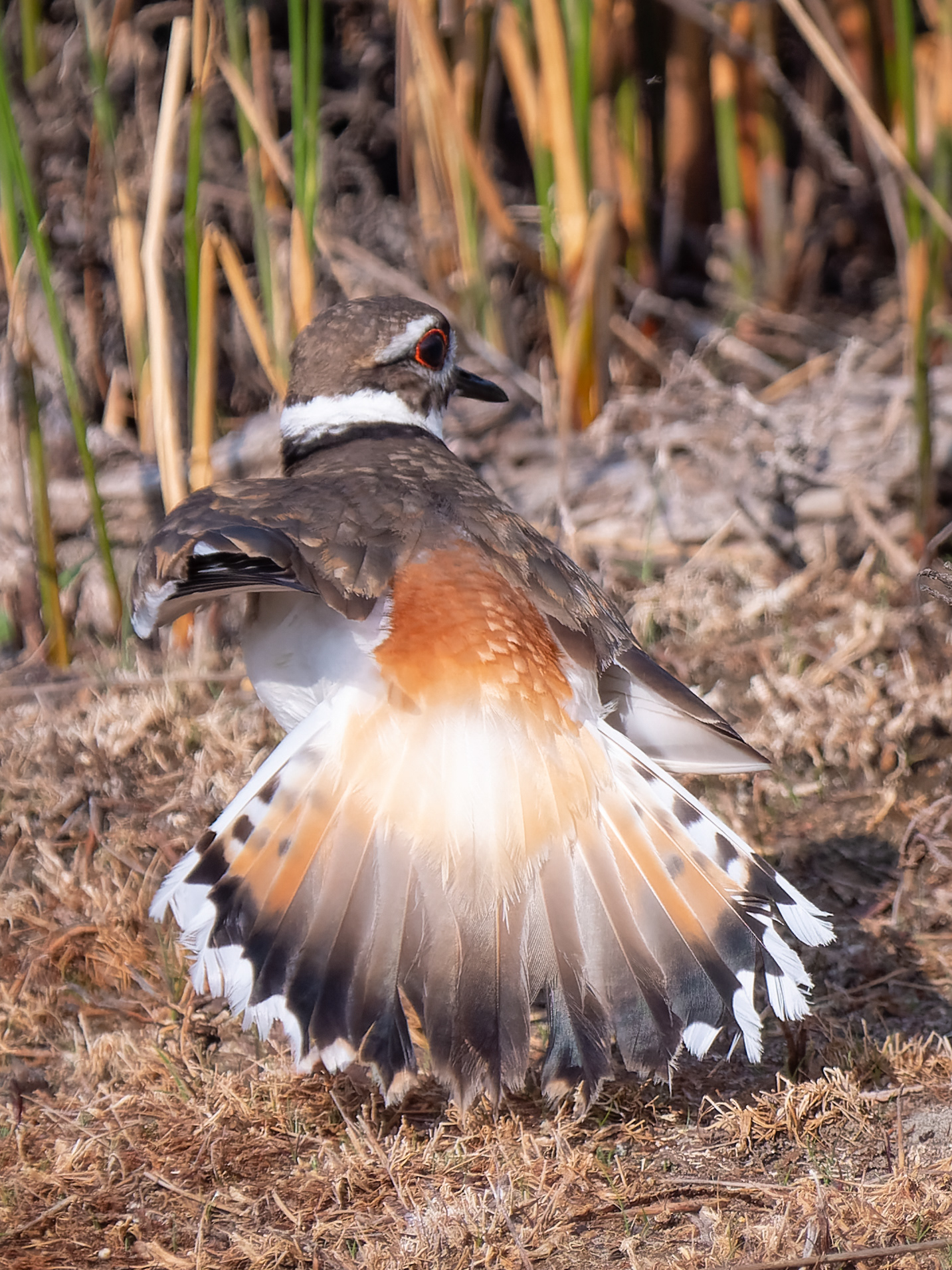Broken-Wing Act