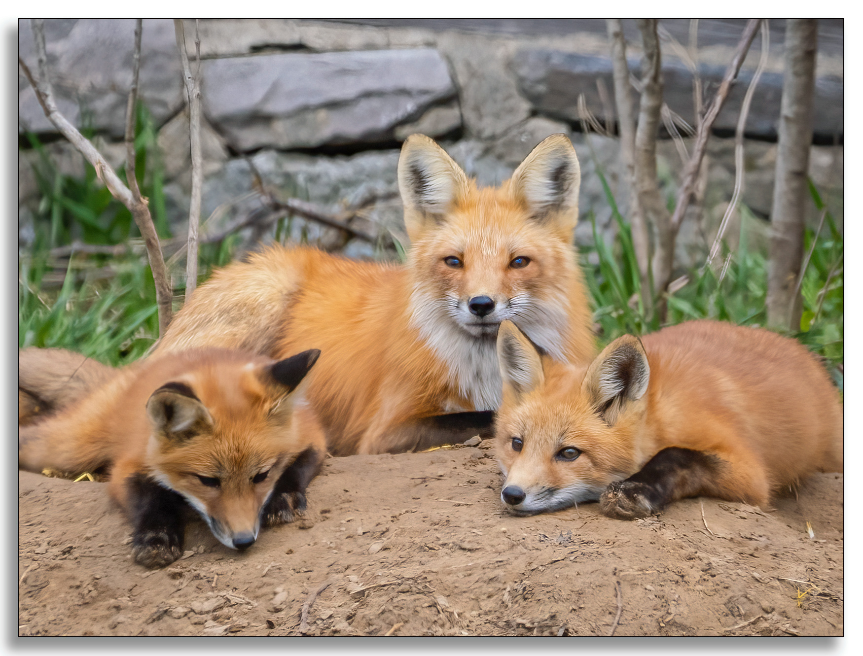 Family Portrait
