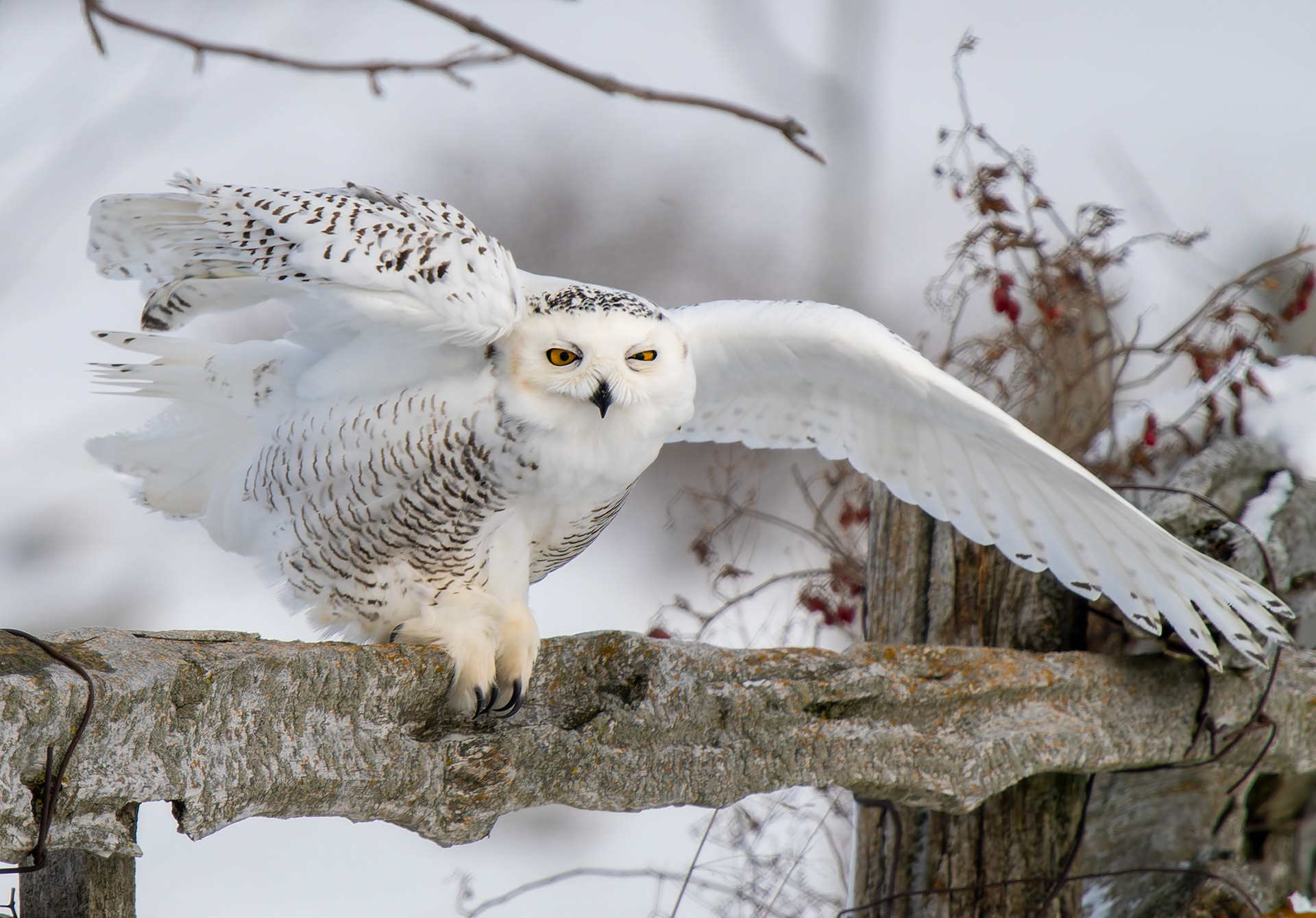 Snowy Owl stretch 1