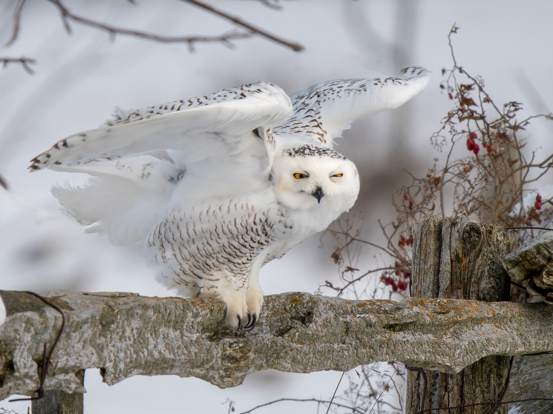 Snowy Owl on fence B