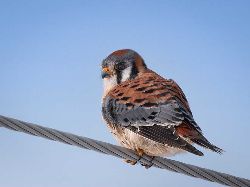American Kestrel, High Wire Act
