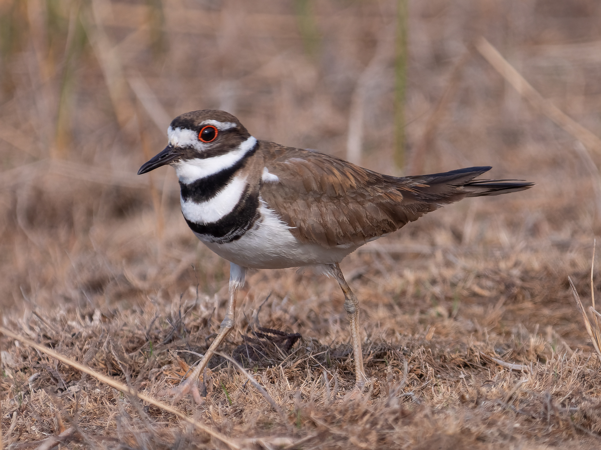 Killdeer Front Side