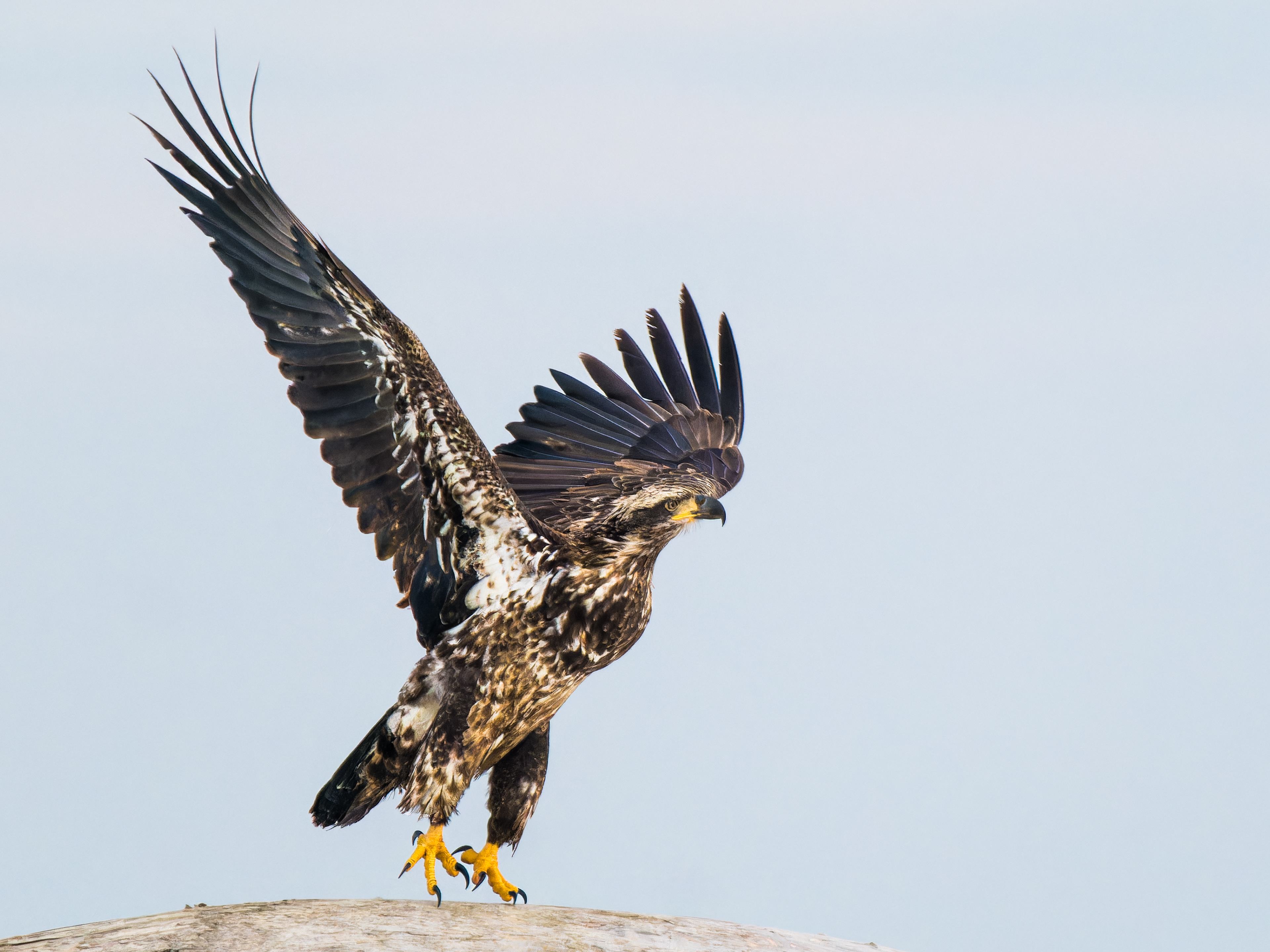 Juvenile Bald Eagle Take Off