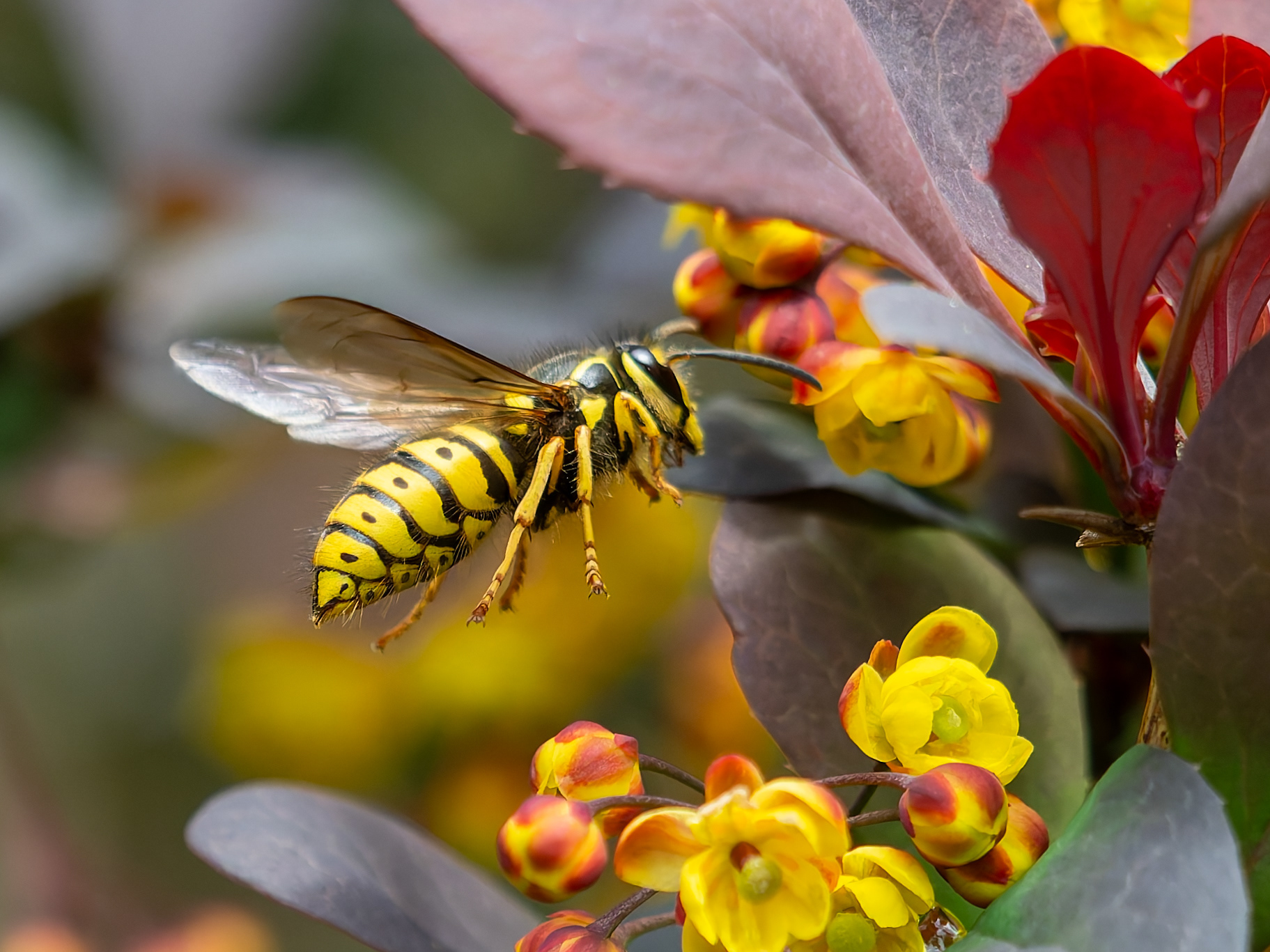 Yellow Jacket Wasp