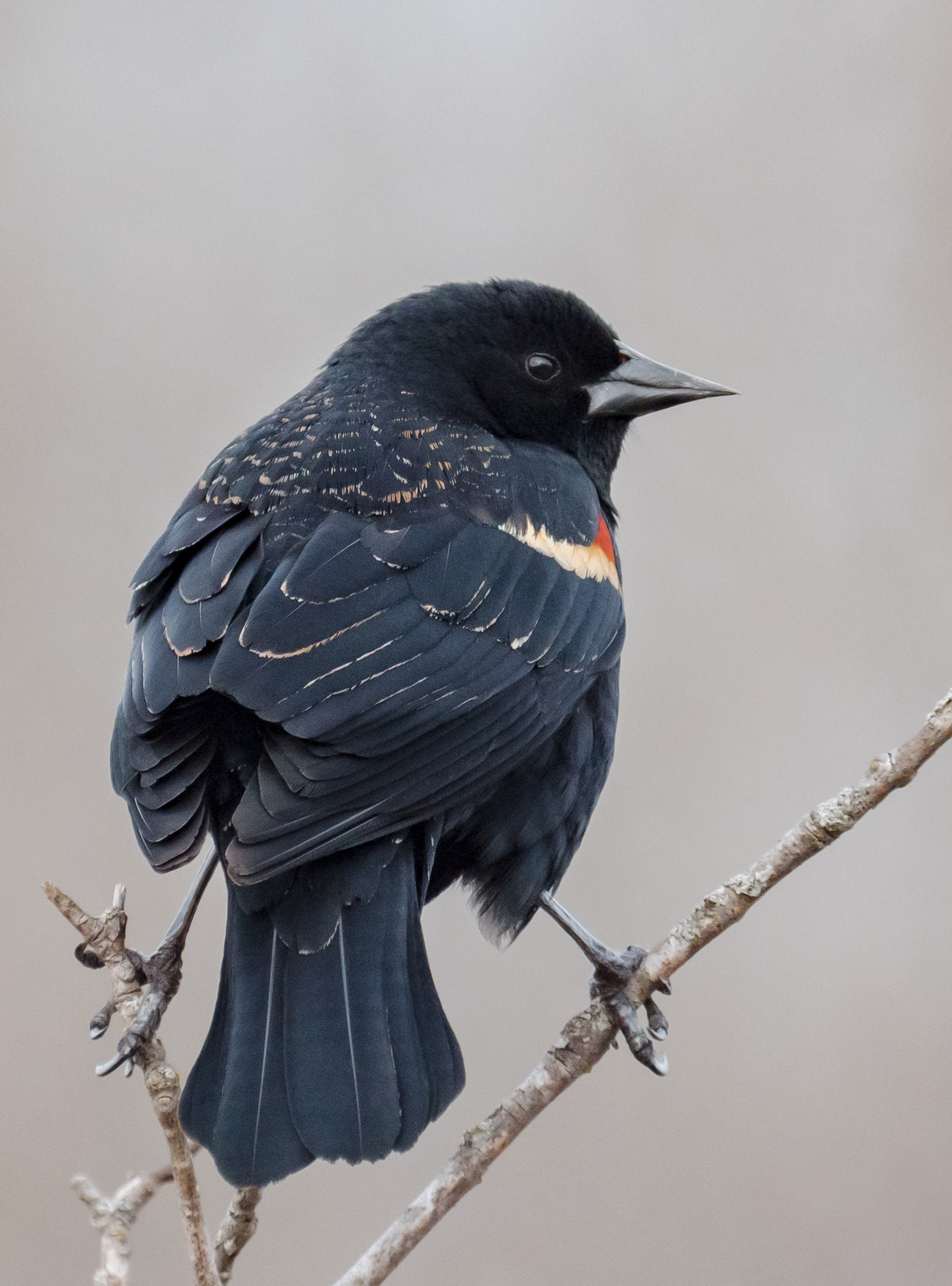 Guardian Of The Marsh