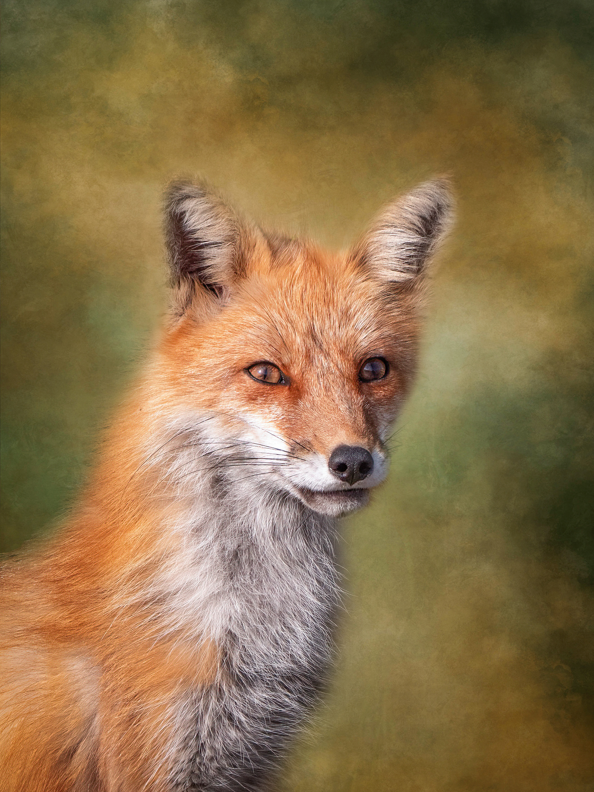 Portrait of a Fox