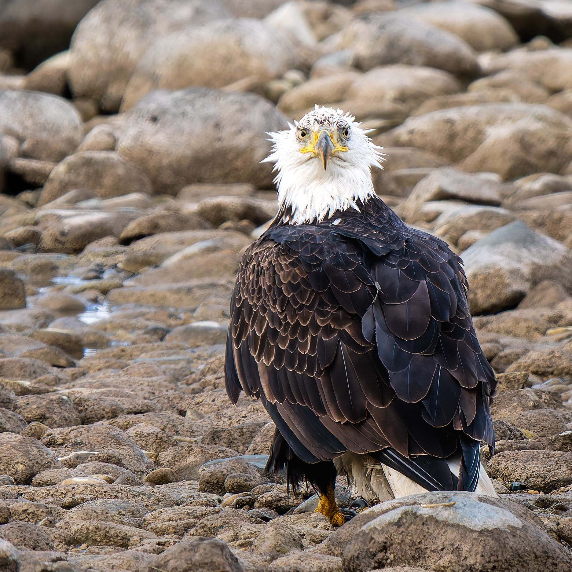 Bald Eagle