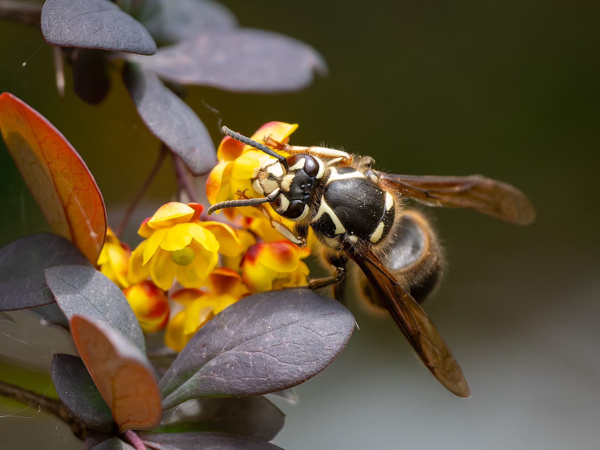 Bald Face Hornet