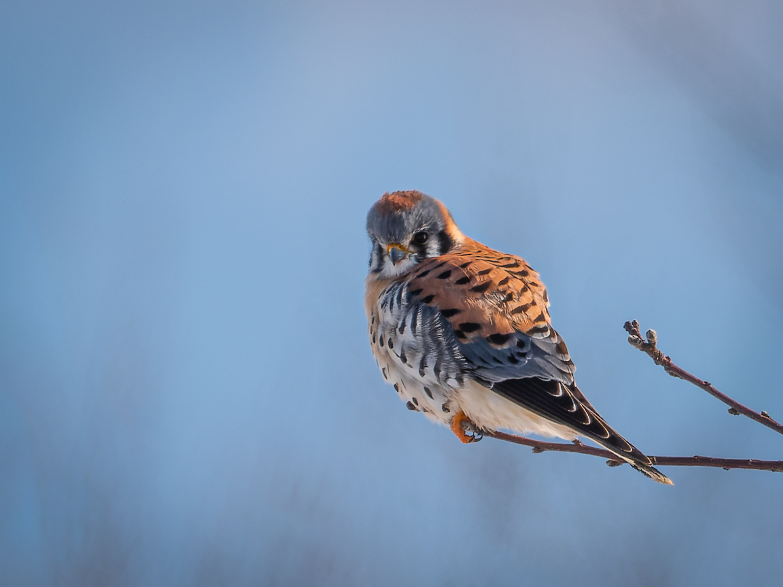 American Kestrel
