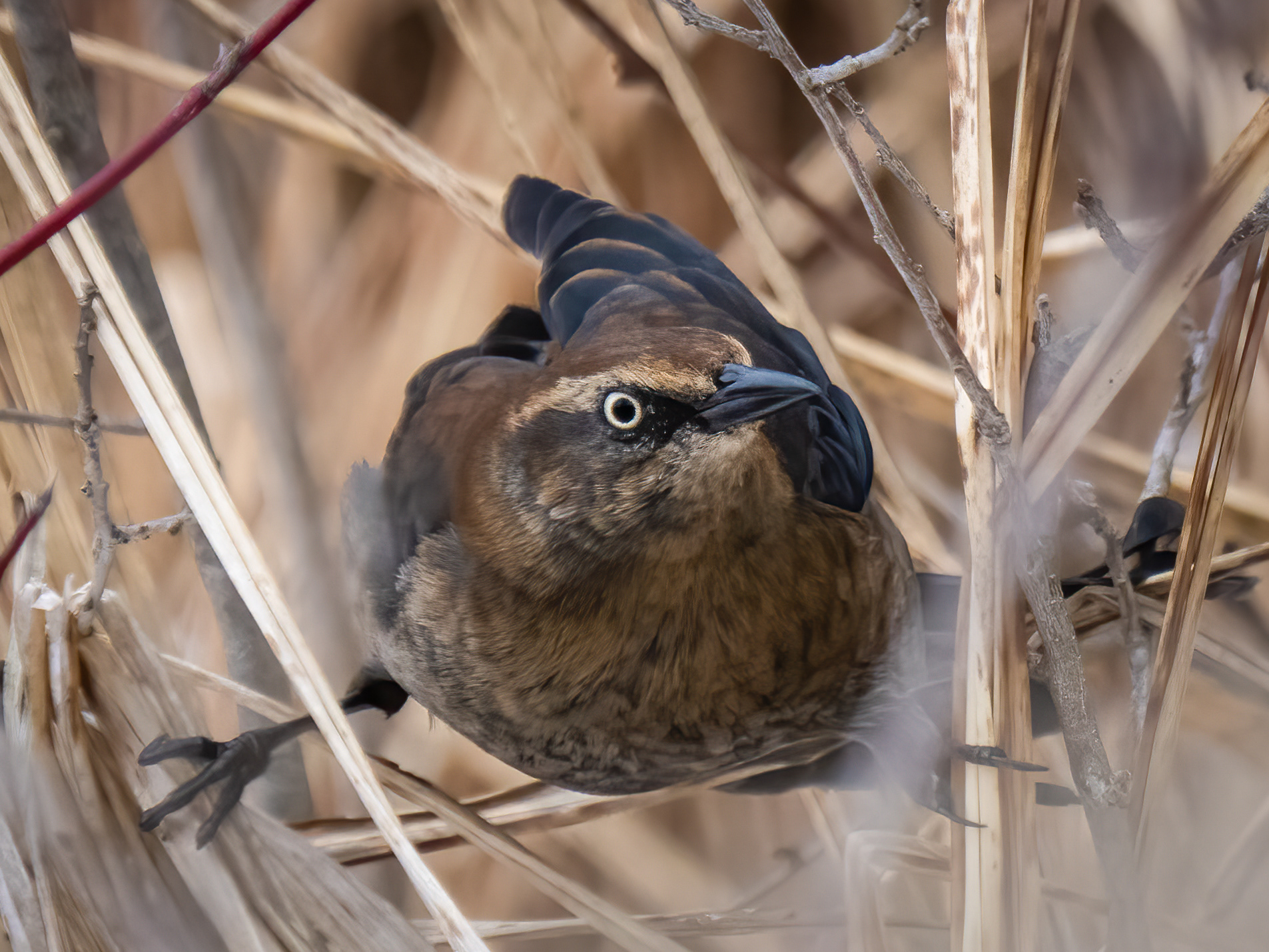 Rusty Blackbird