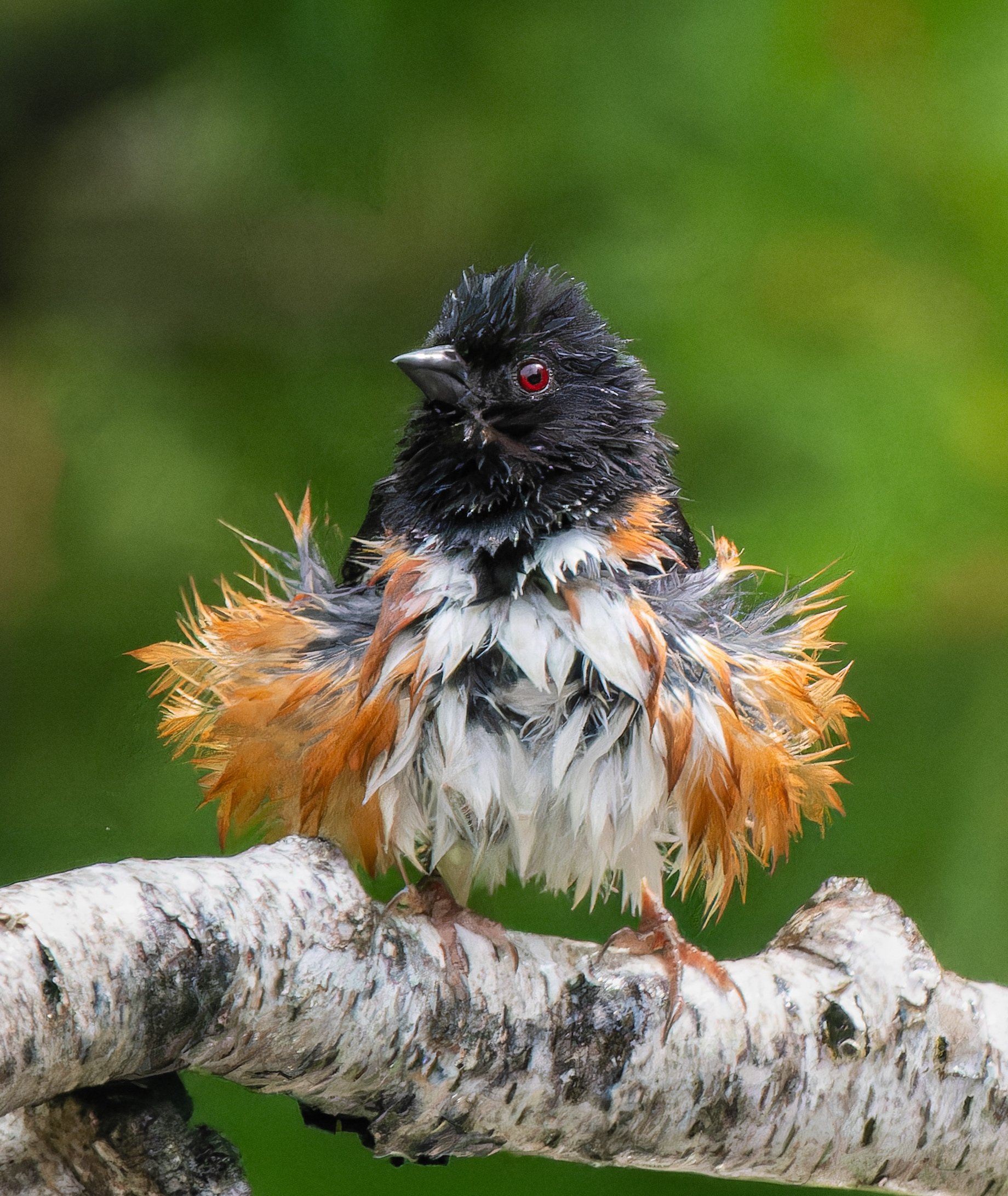 All Fluffed Up