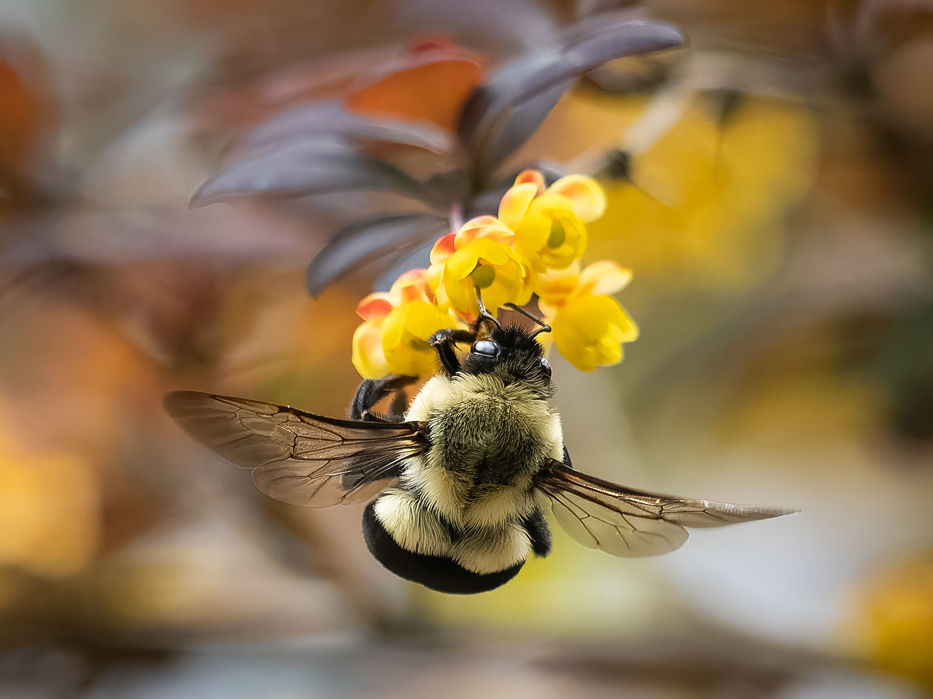 Bumblebee