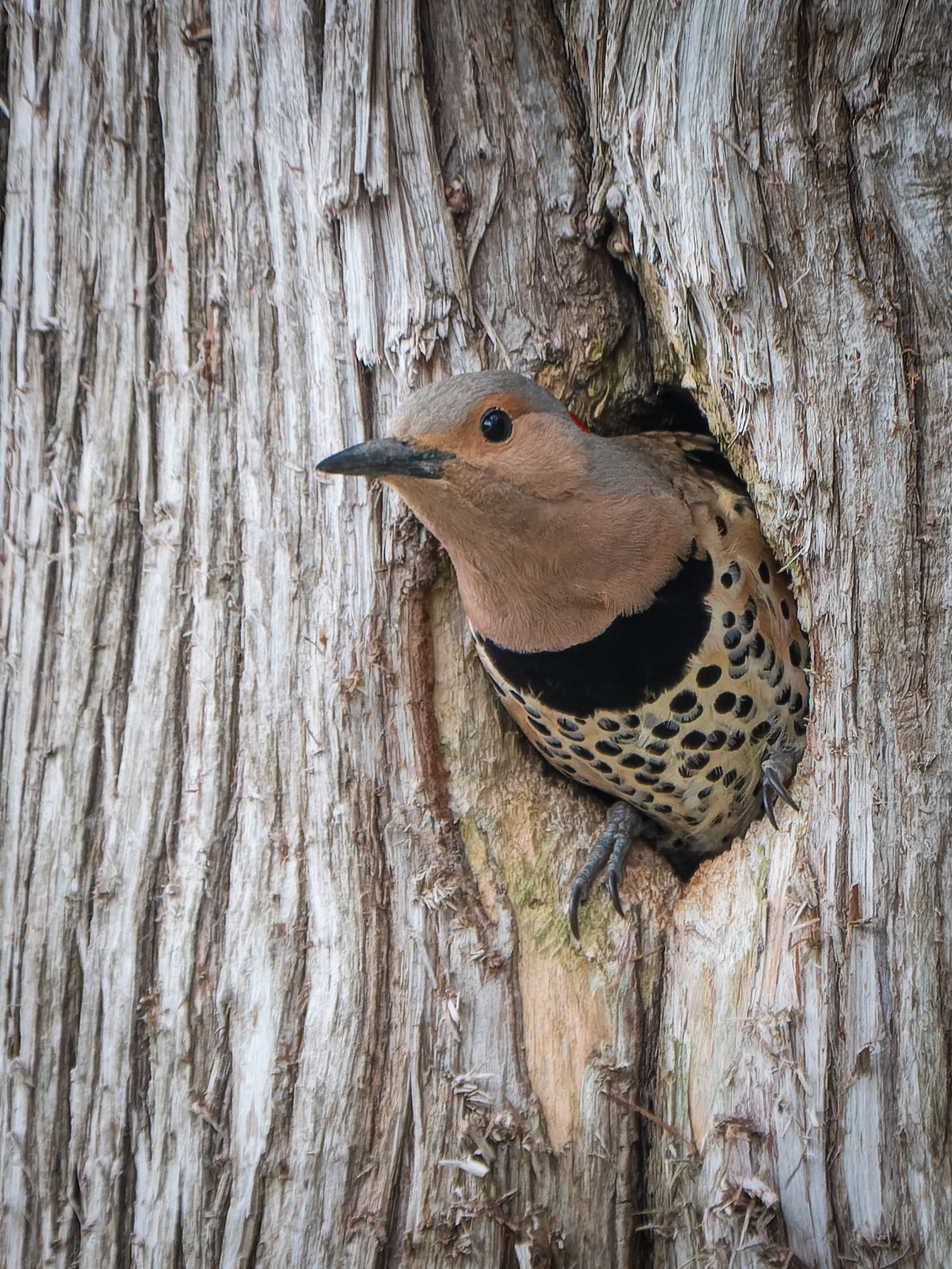 Female Common Flicker