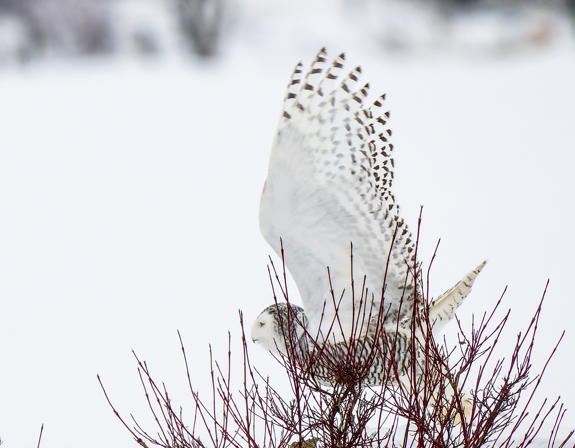 Snowy 6