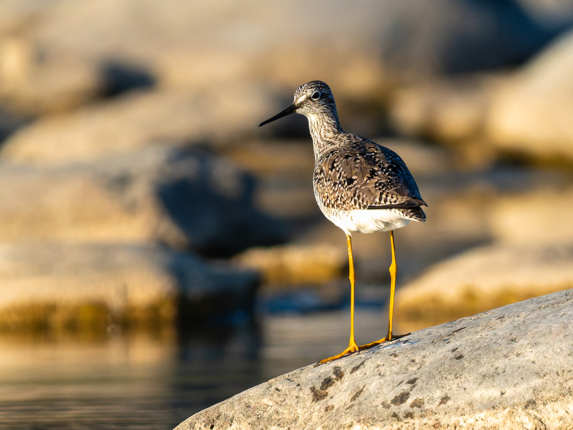 Yellowlegs