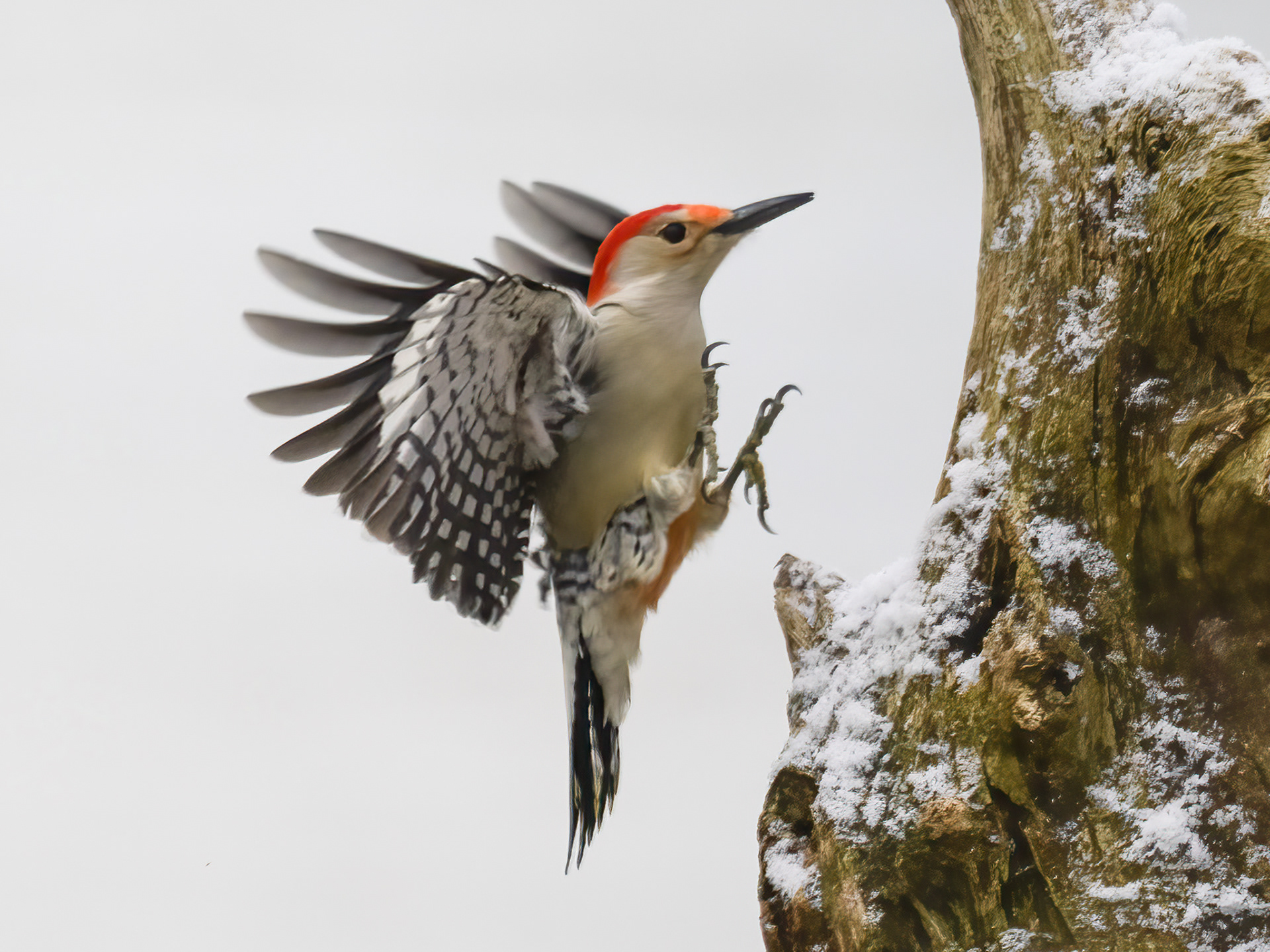 Red-Bellied Woodpecker B