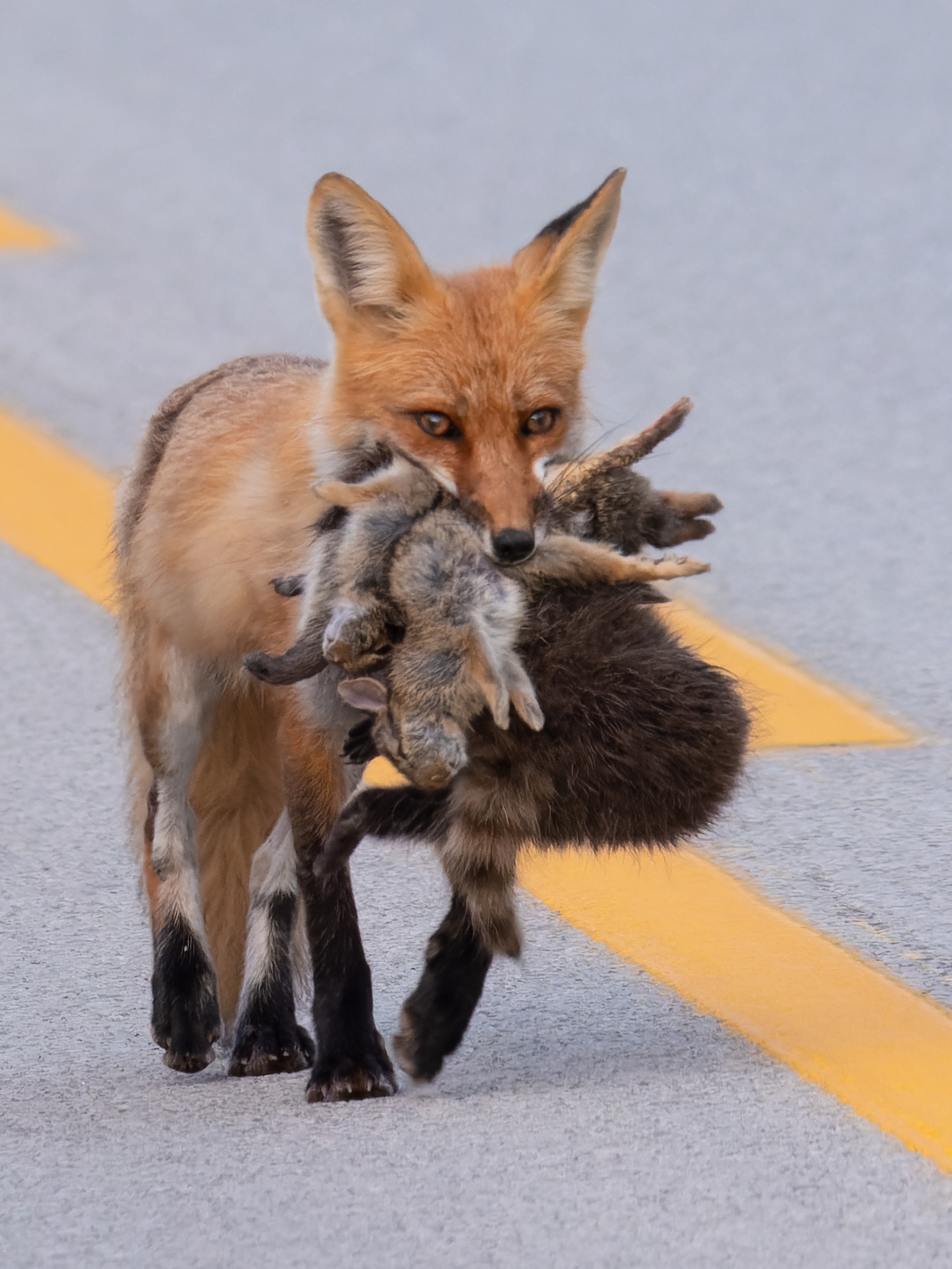 Bringing Friends Home For Dinner