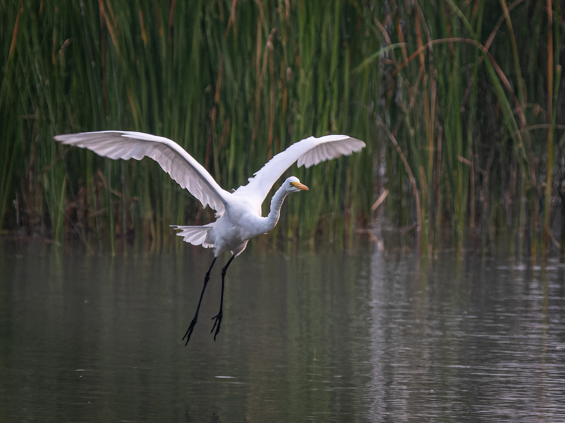 Great White Egret