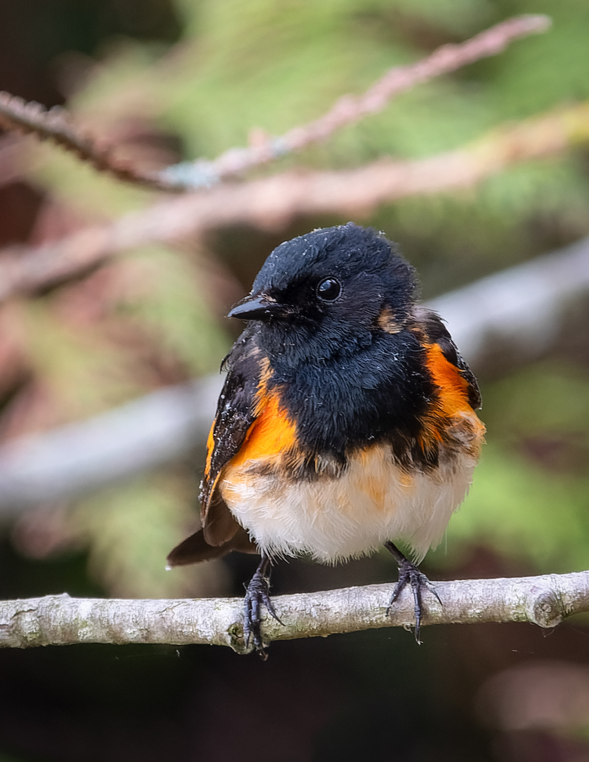 American Redstart