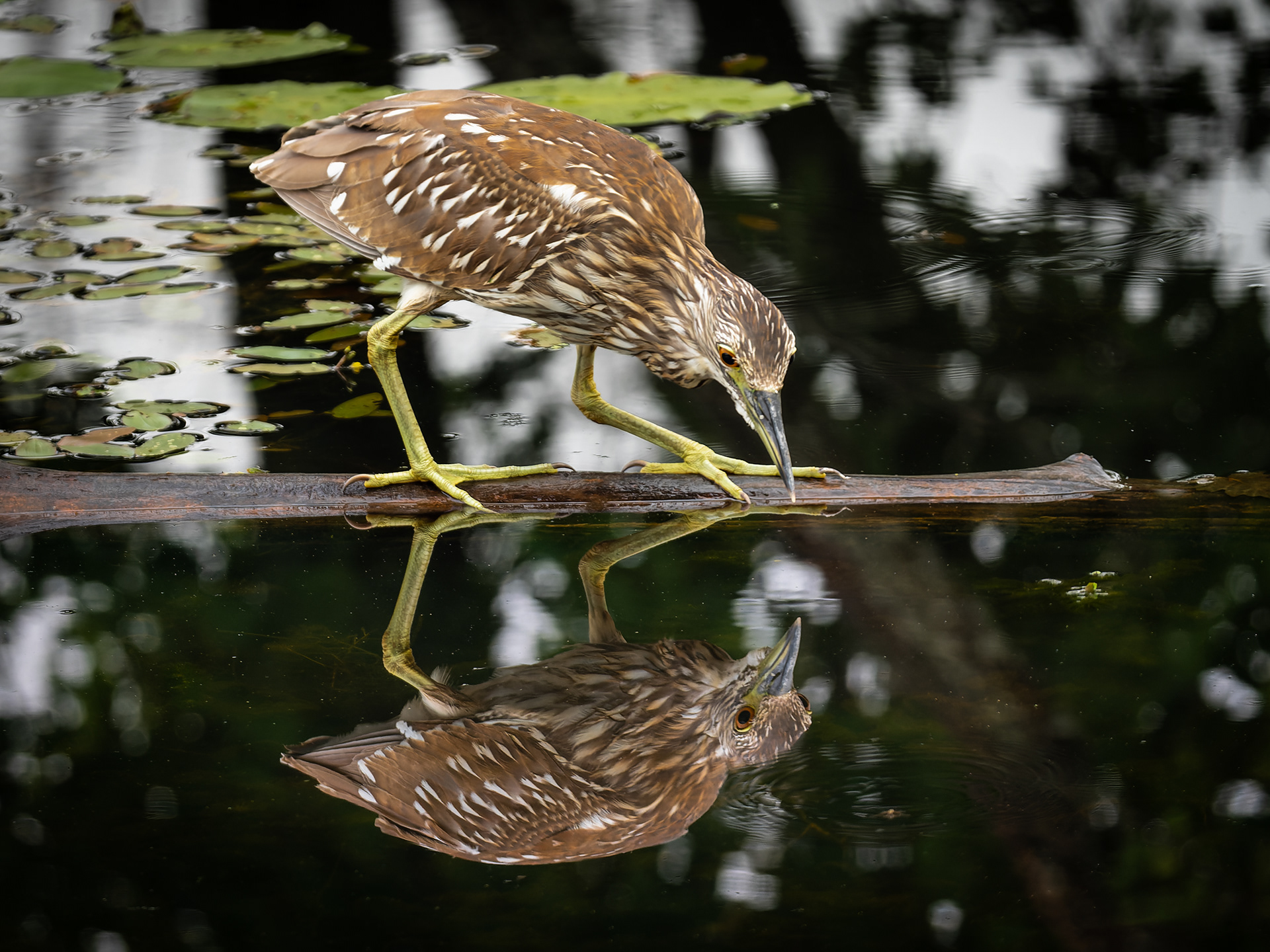 Mirror, mirror...