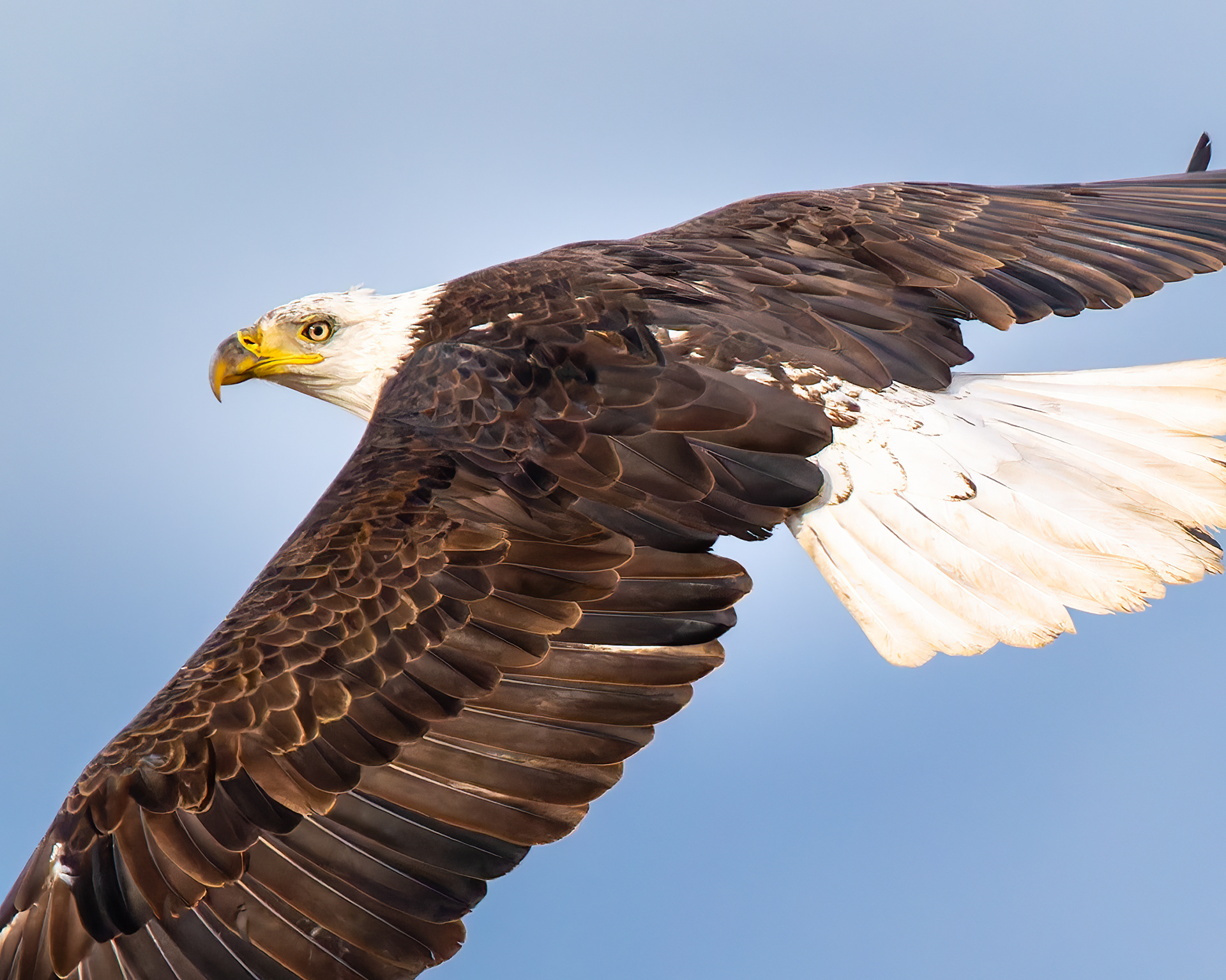 Bald Eagle soaring
