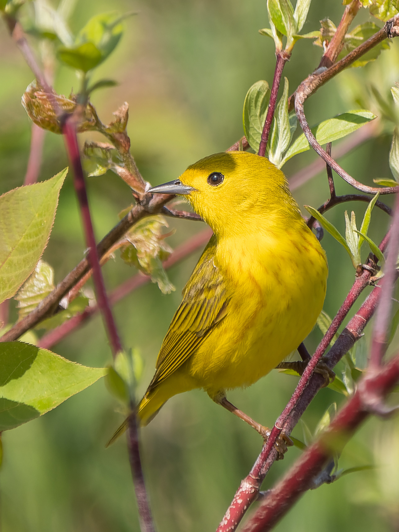 Yellow Warbler