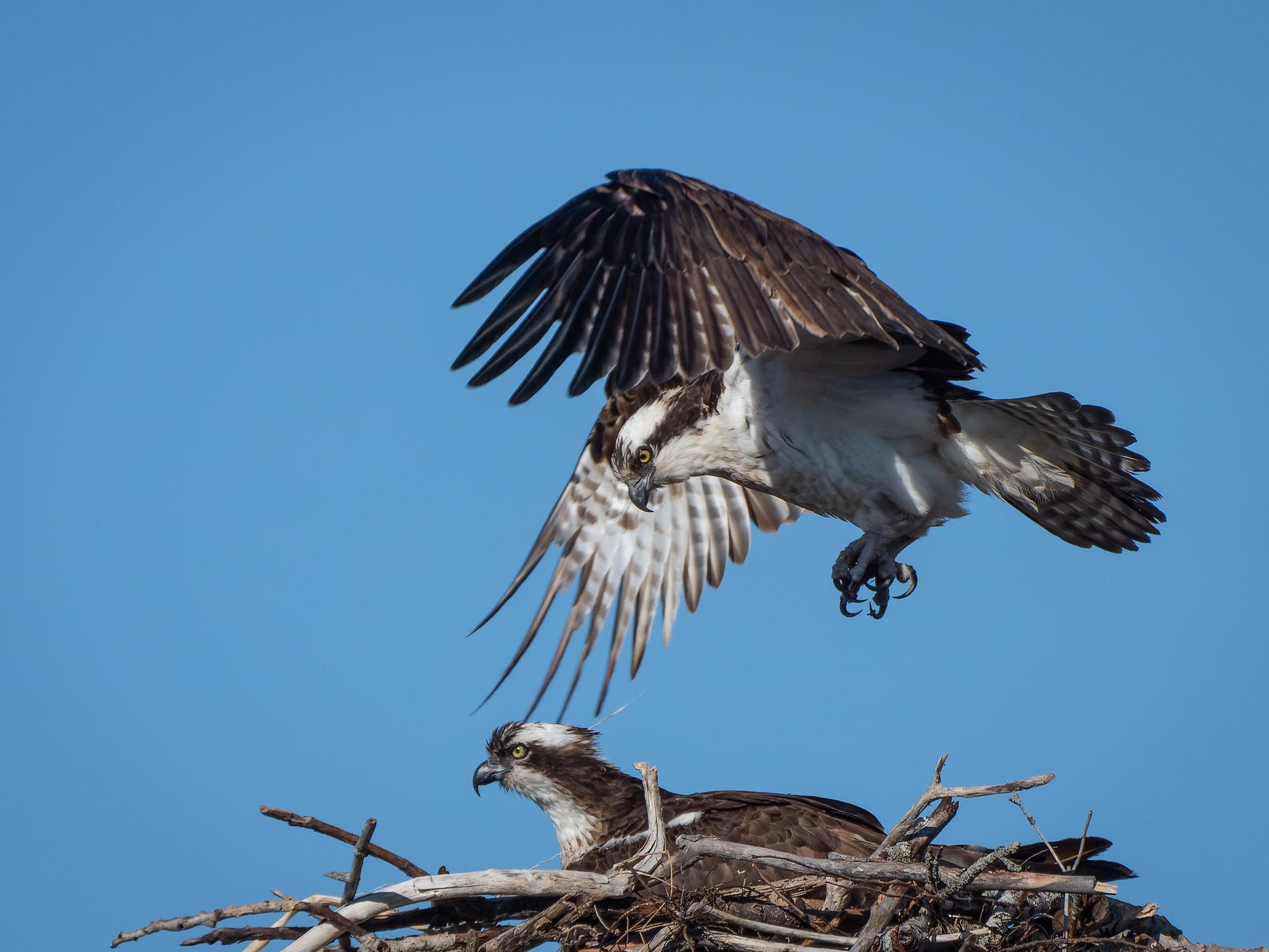 Osprey Mating Sequence...