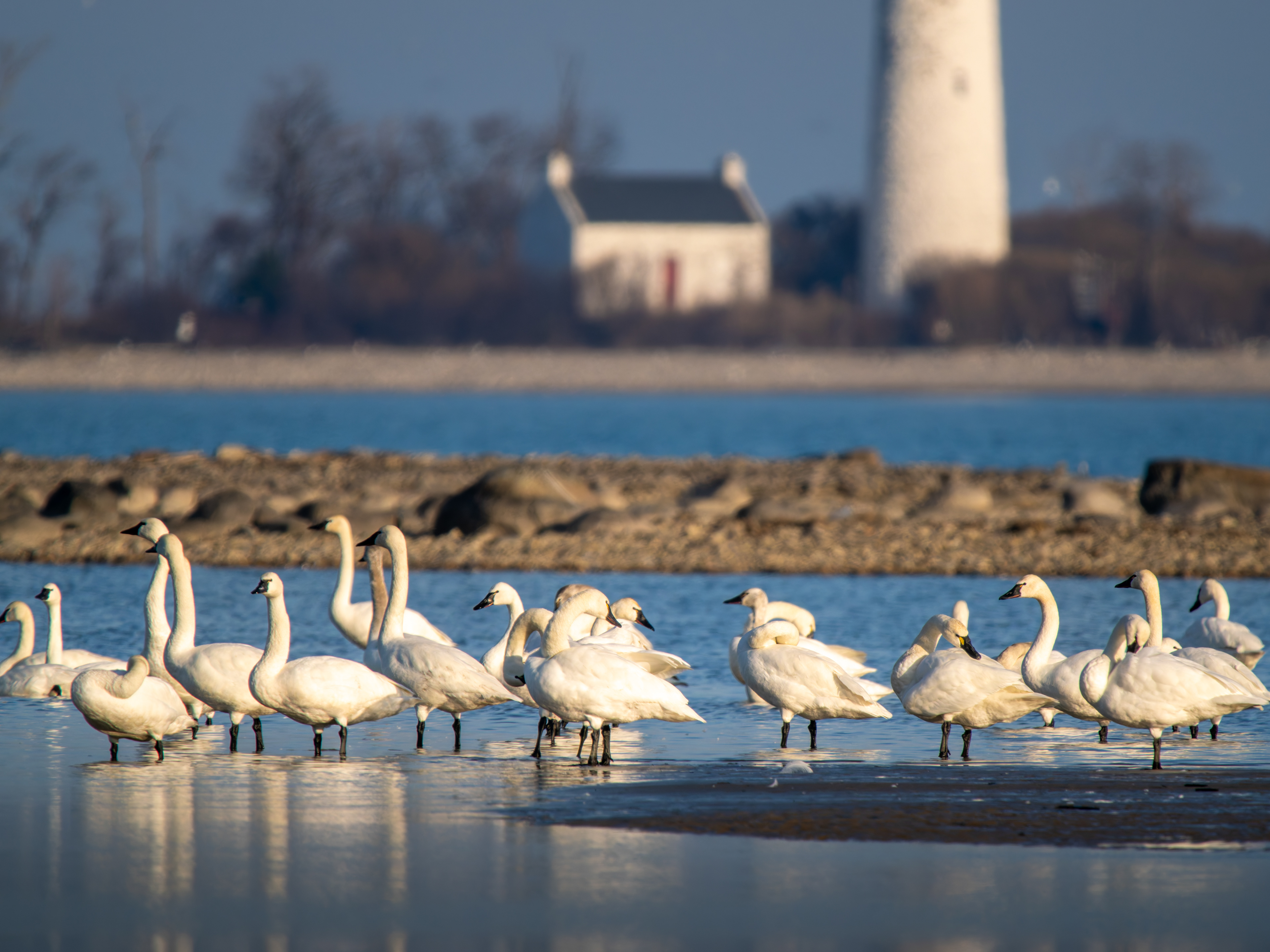 Tundra Swans and Lighthouse