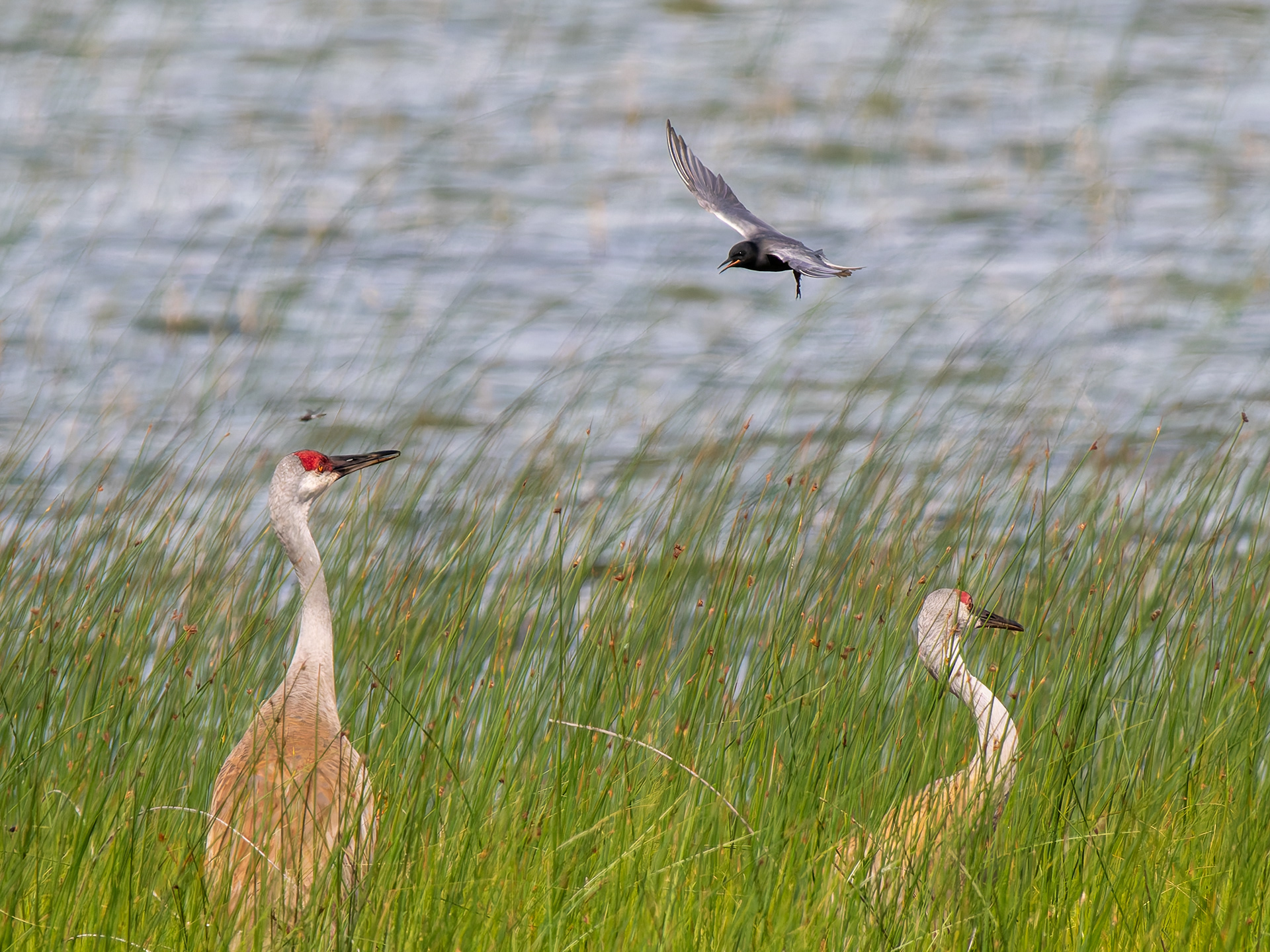 Sandhill Cranes and Black Tern