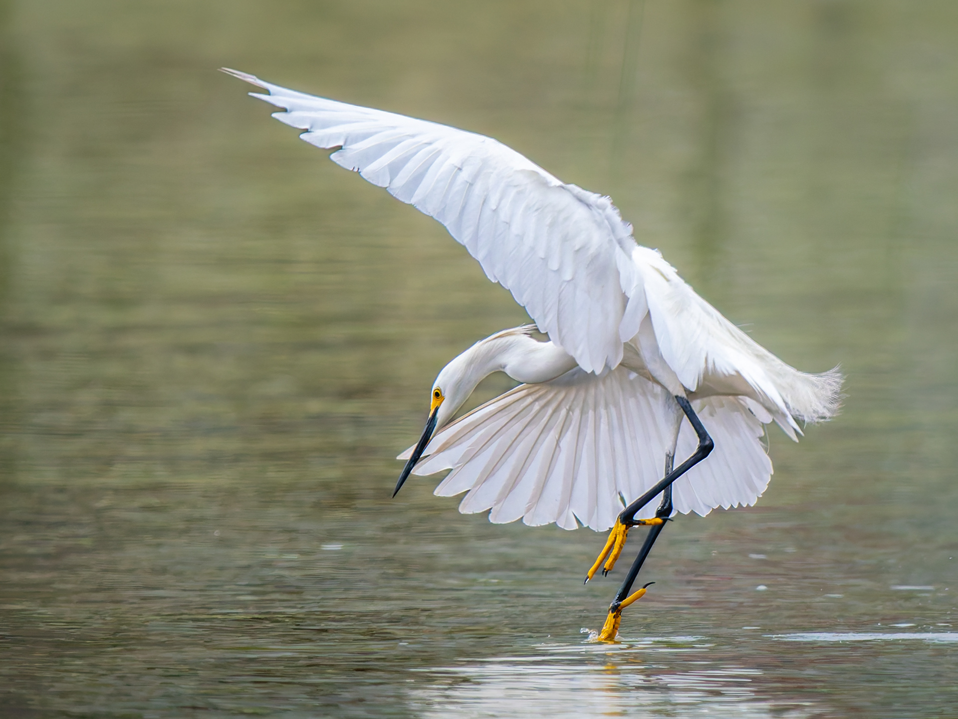 Dancing In The Shallows On Golden Slippers