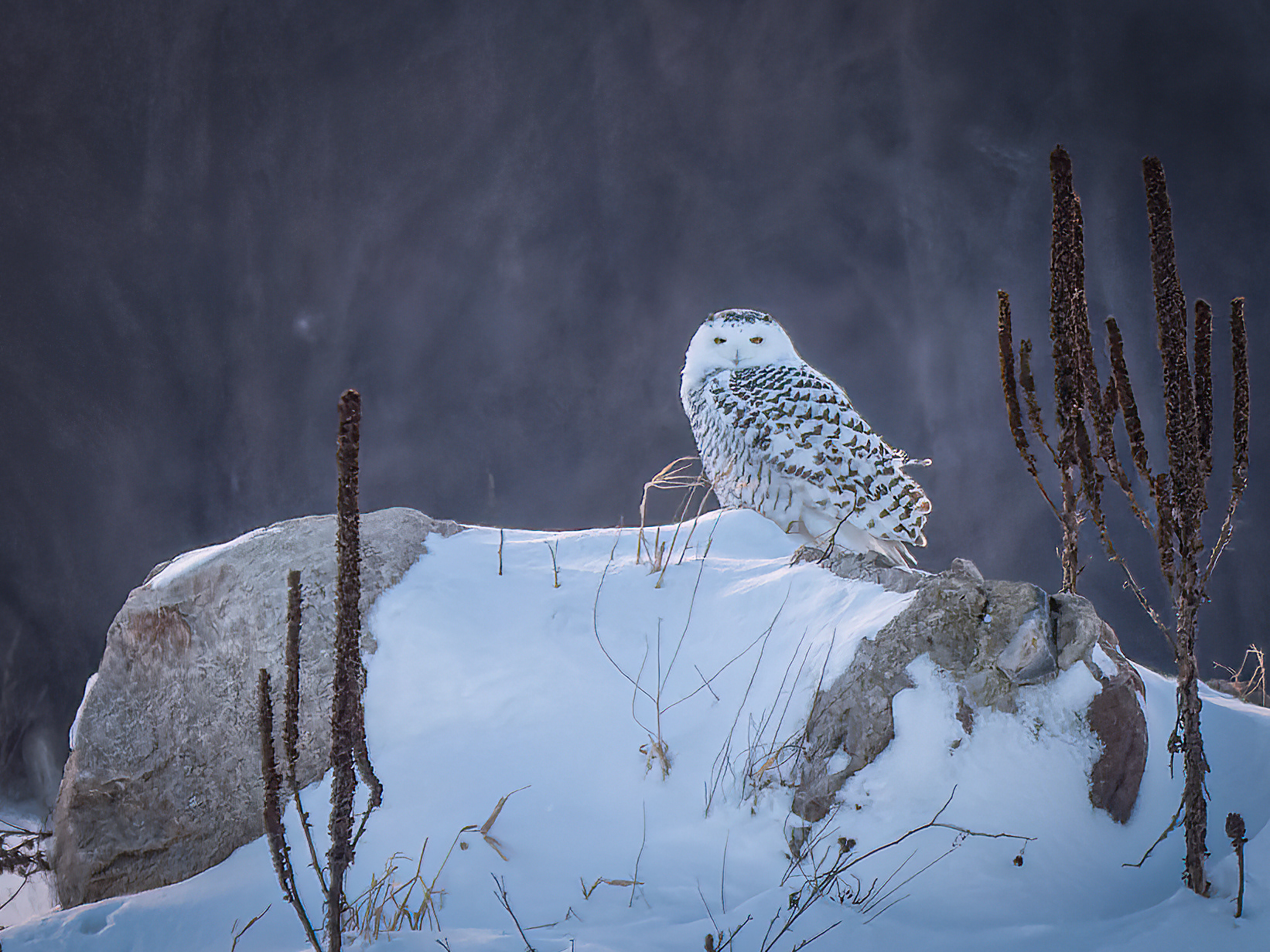 Snowy Owl Female