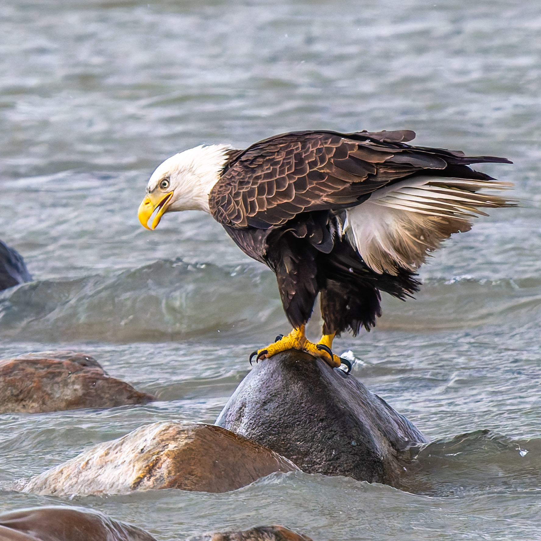 Bald Eagle fishing