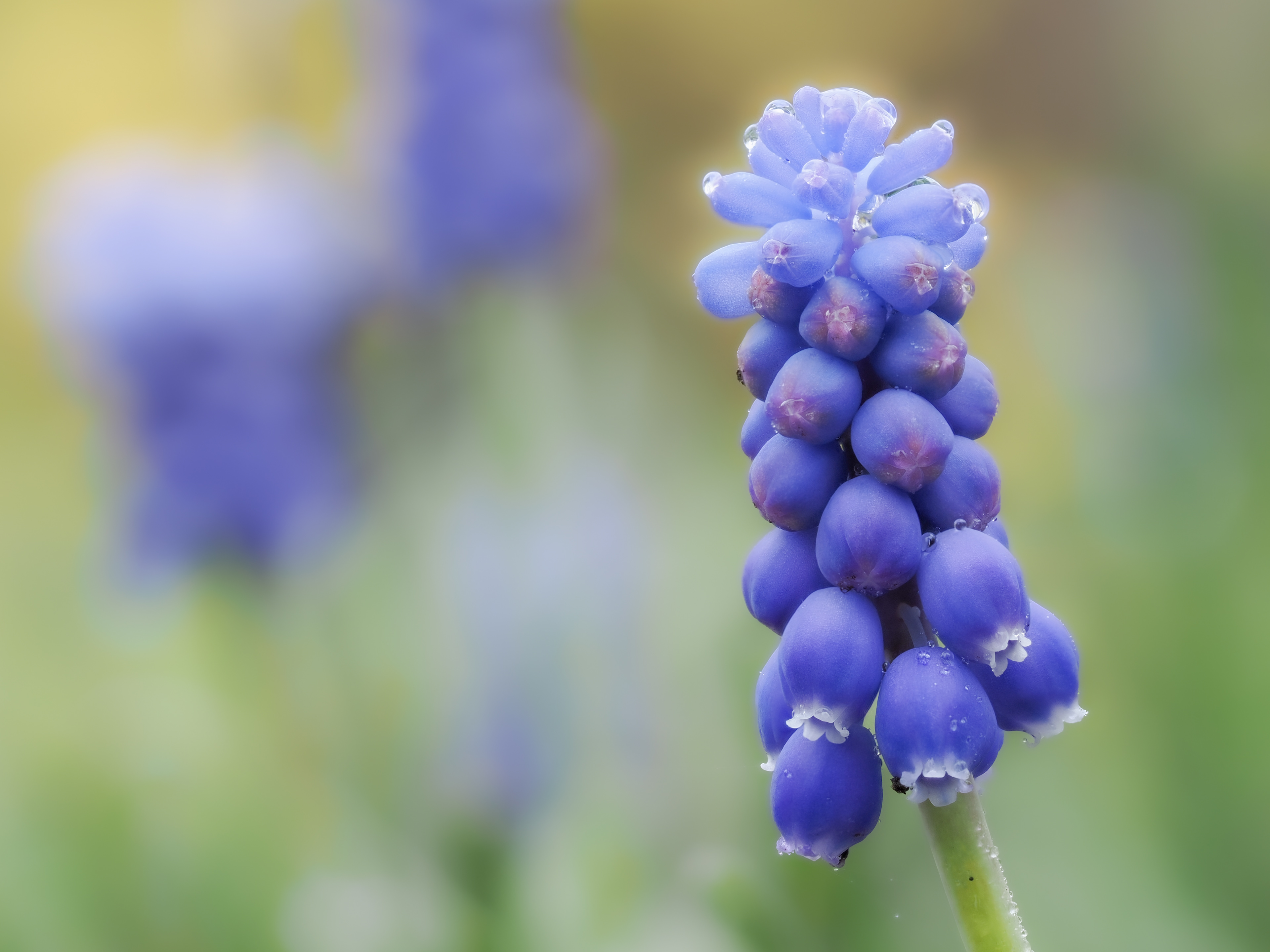 Grape Hyacinth