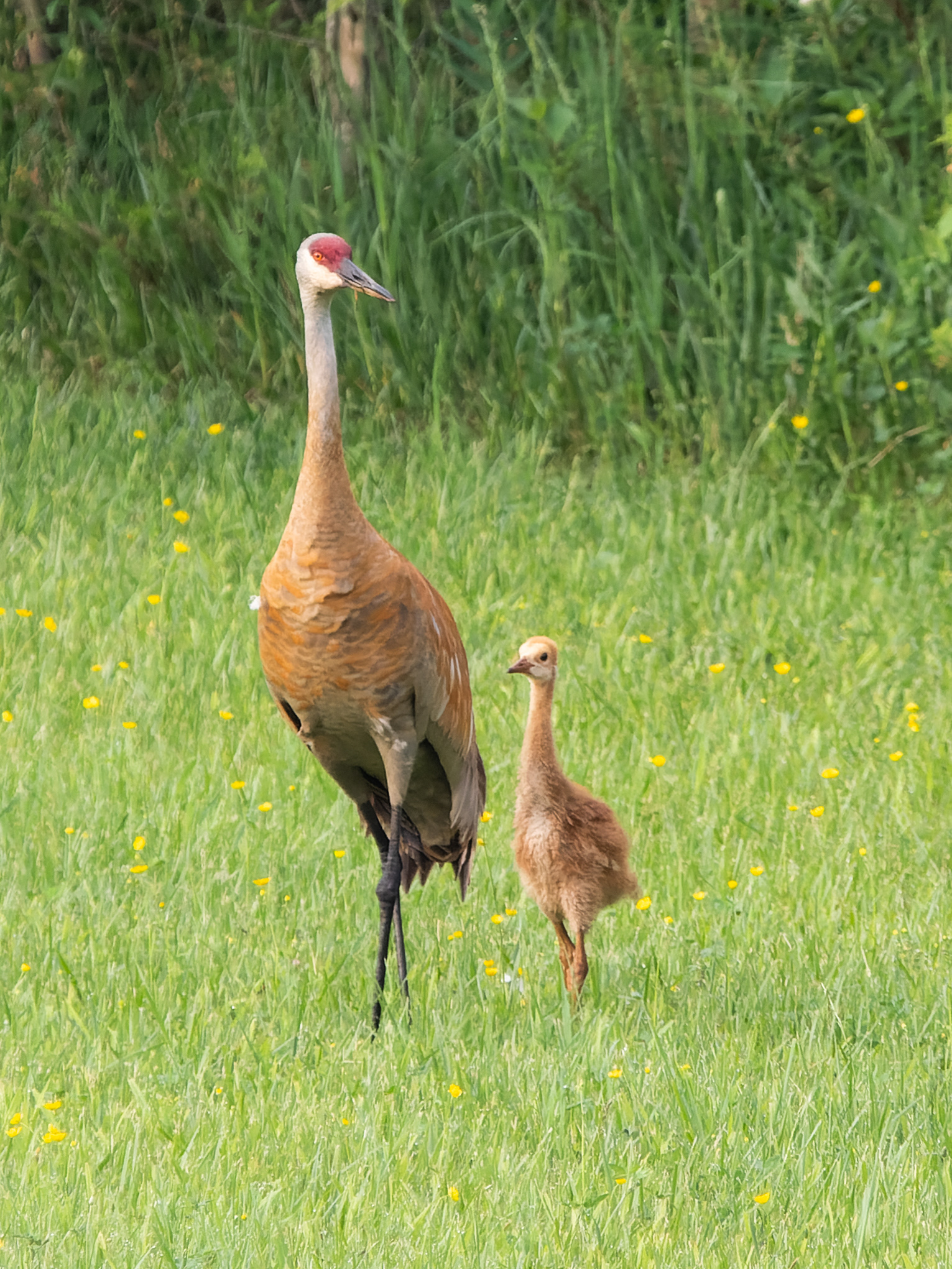 Walking Tall
