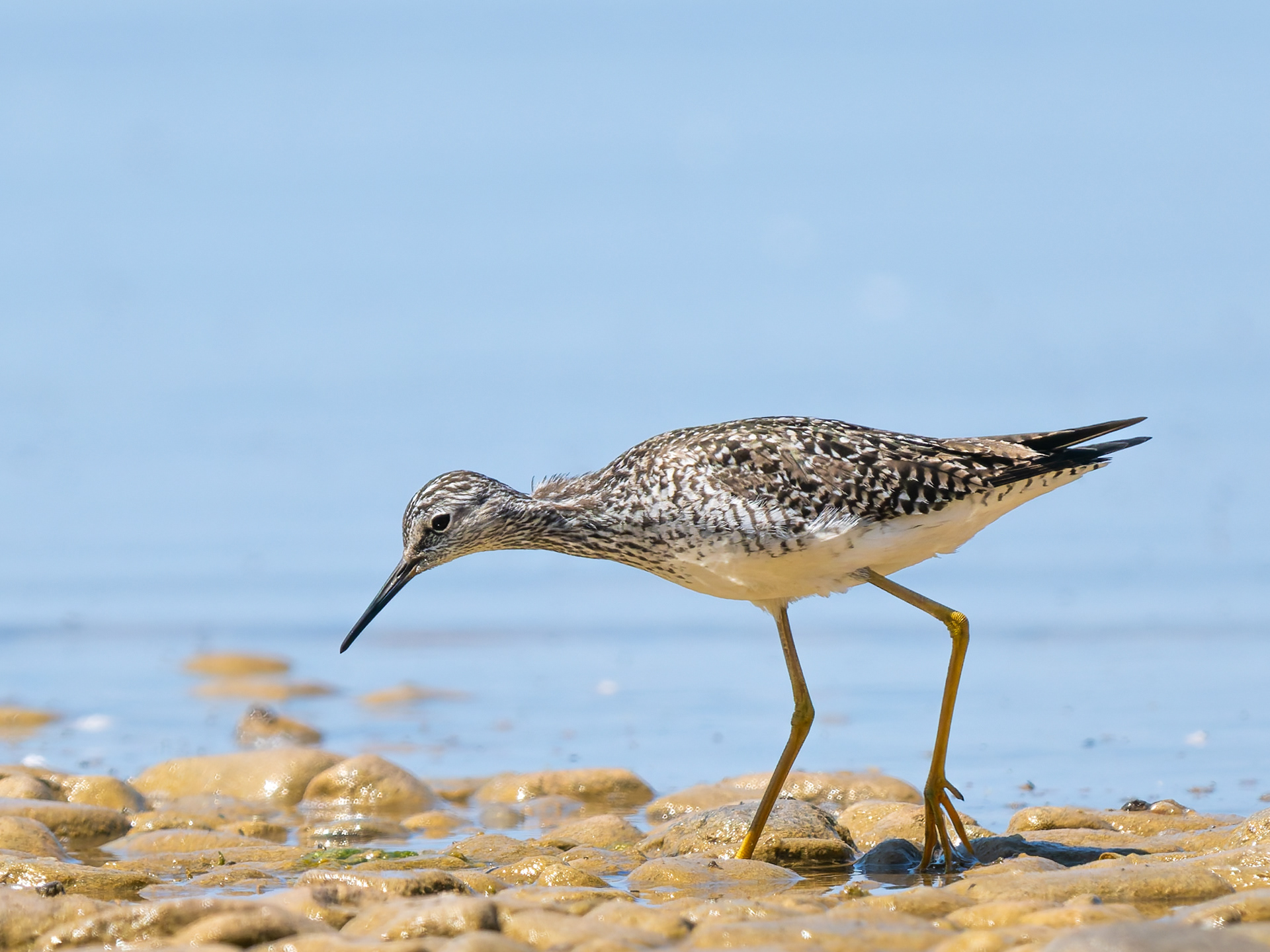 Lesser Yellowlegs