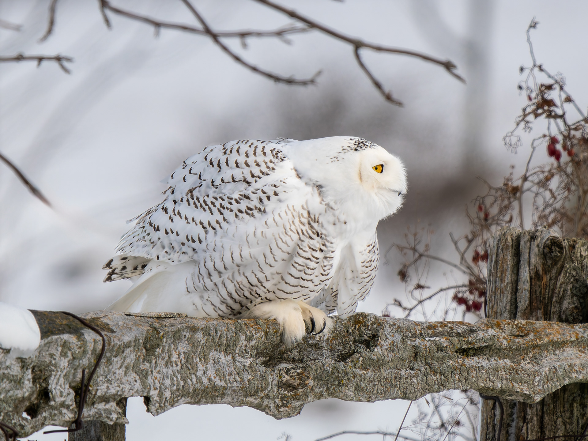 Snowy Owl concentration