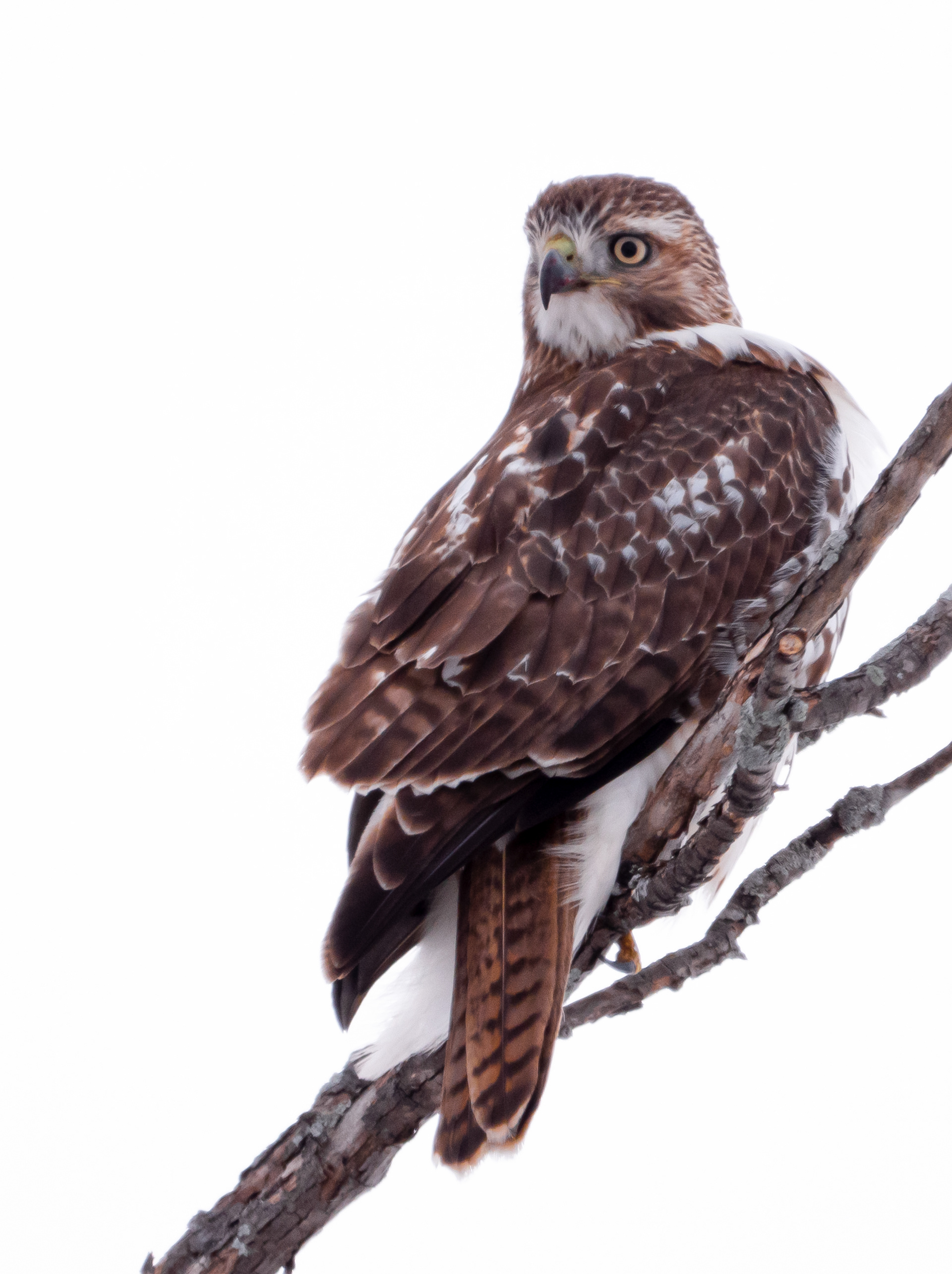 Hawk