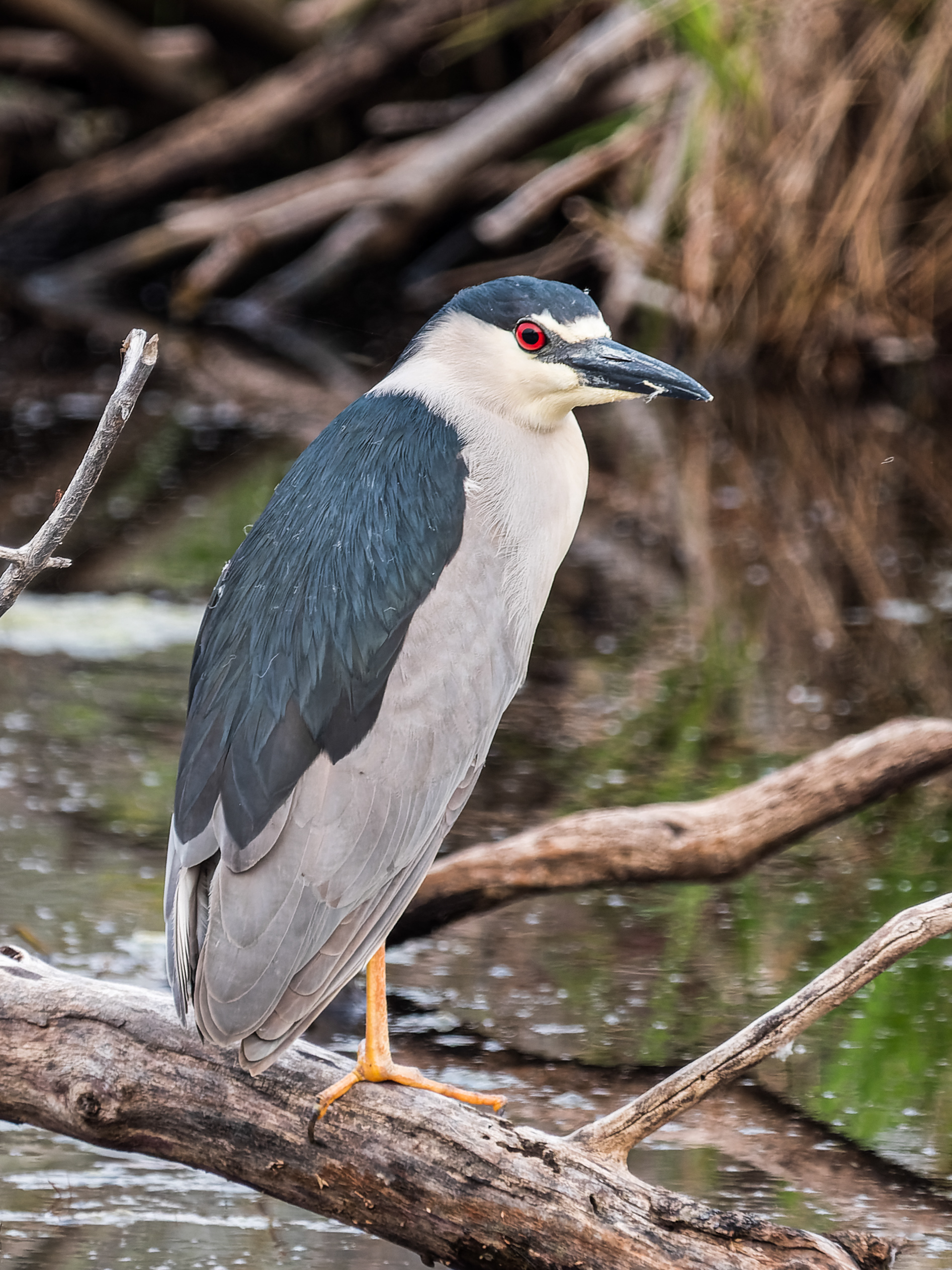Black Crowned Night Heron