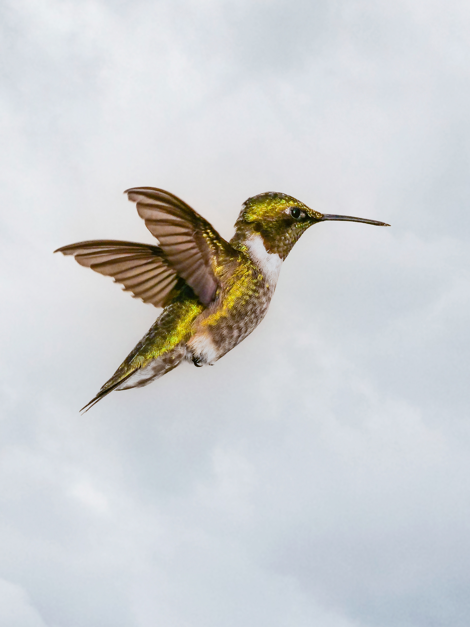 Hummingbird 1
