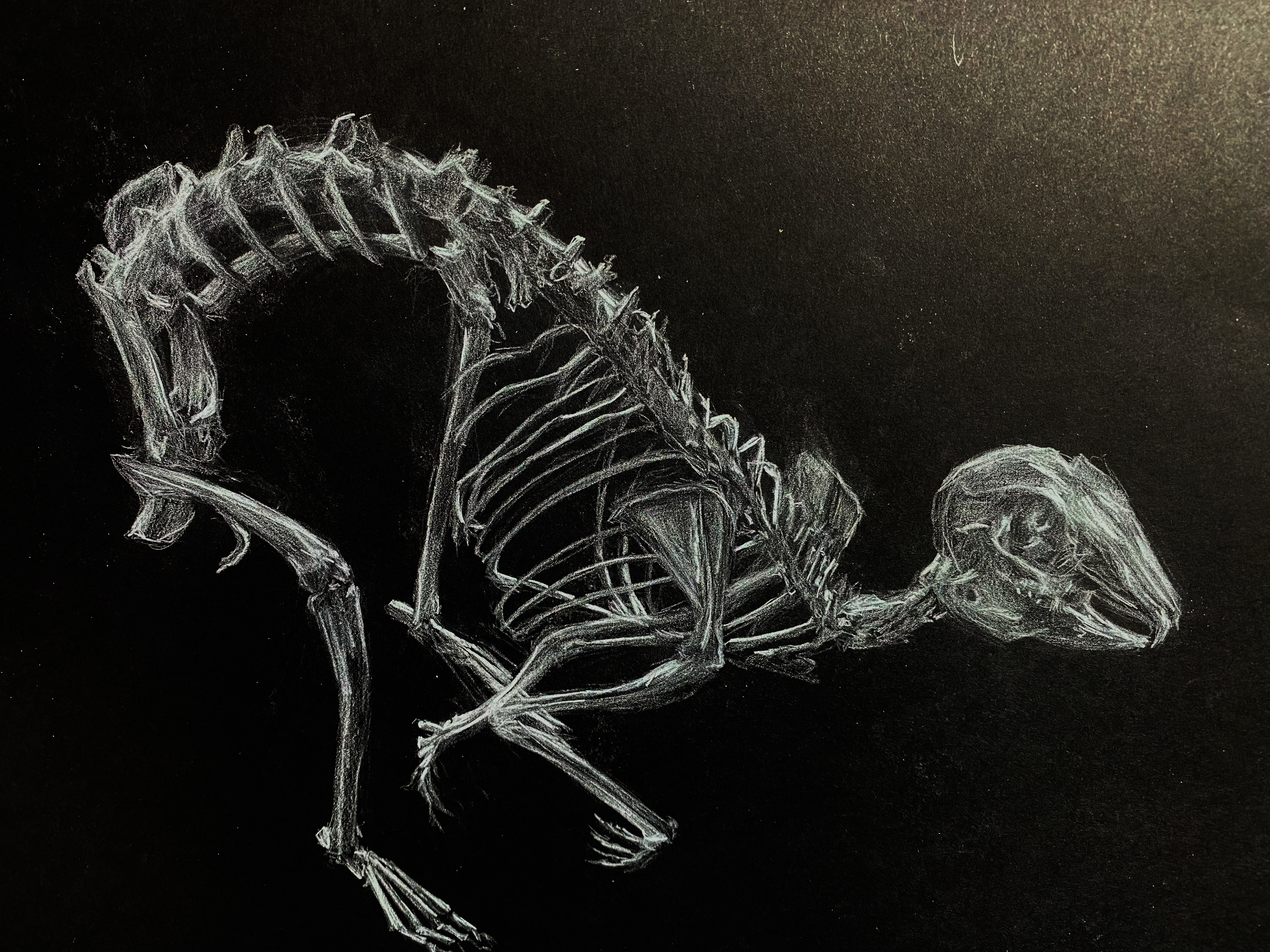 Juin 2022 / Animals Skeleton Negative
