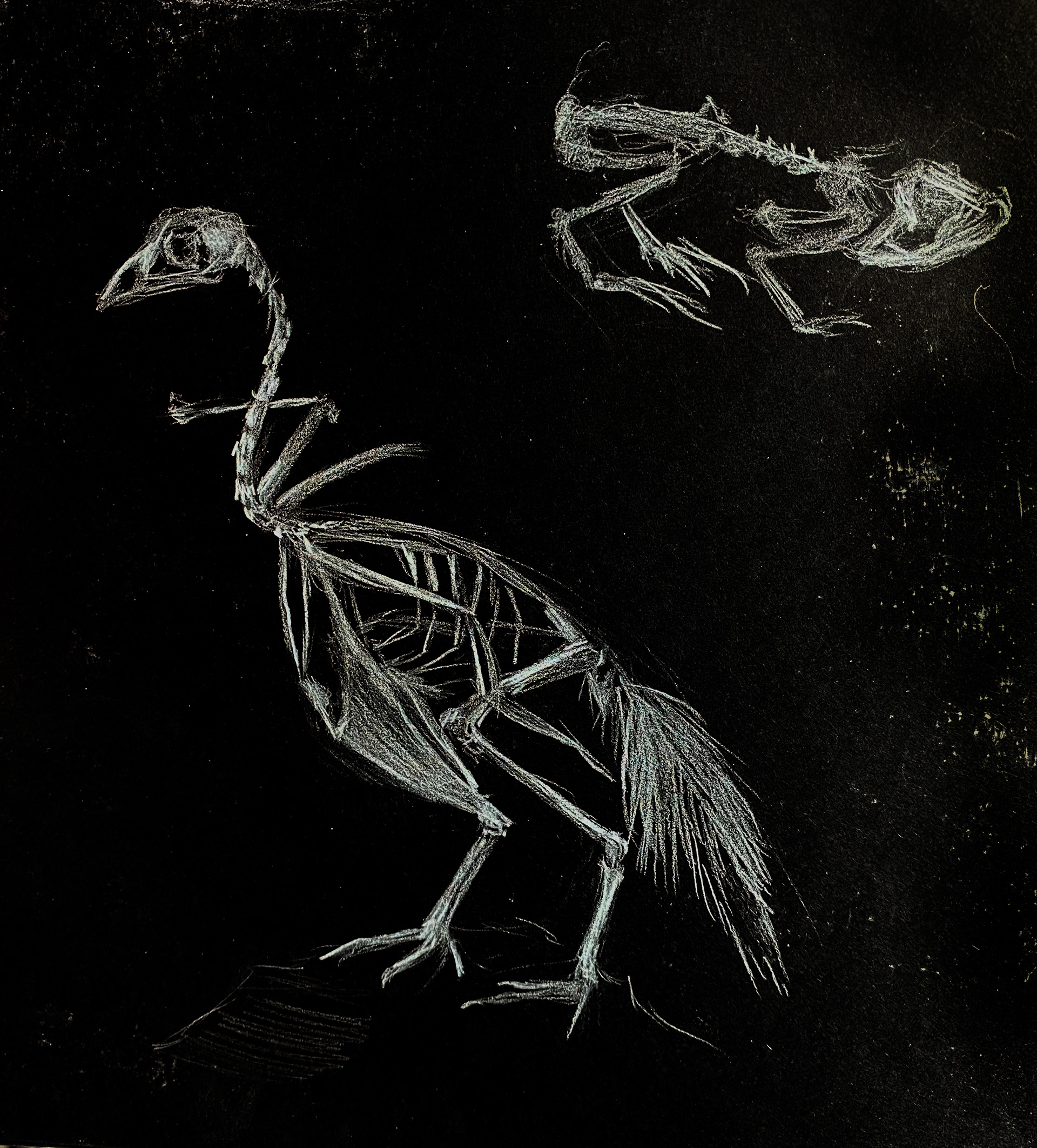 Juin 2022 / Animals Skeleton Negative